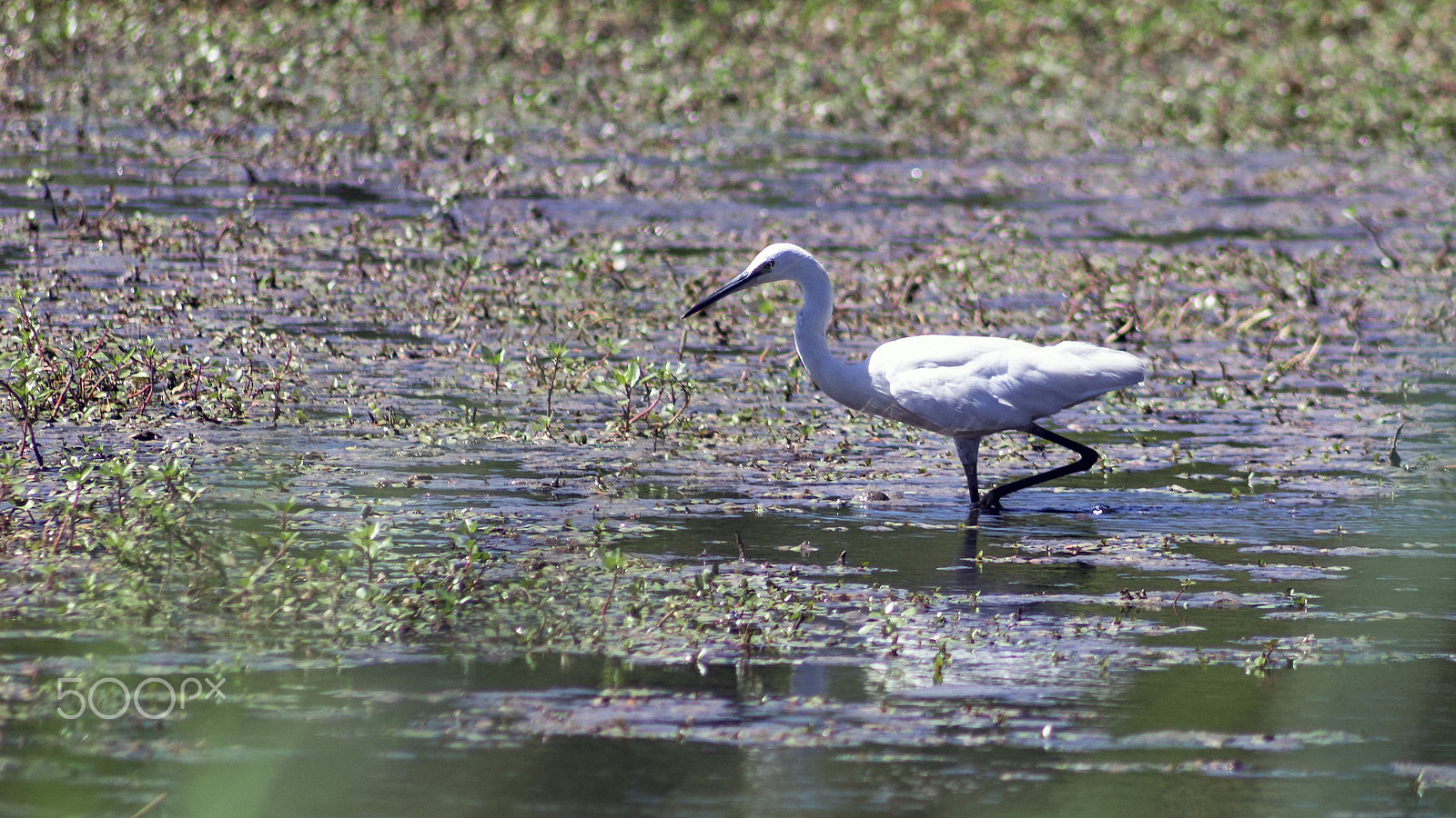 Canon EOS 100D (EOS Rebel SL1 / EOS Kiss X7) sample photo. Aigrette garzette photography
