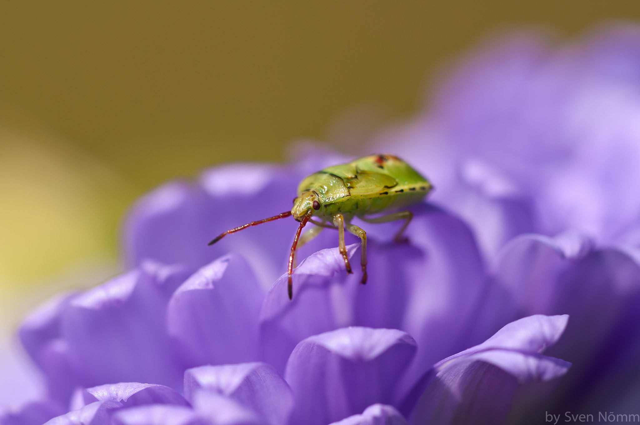 Nikon D90 + Sigma 150mm F2.8 EX DG Macro HSM sample photo. Dsc_1152.jpg photography