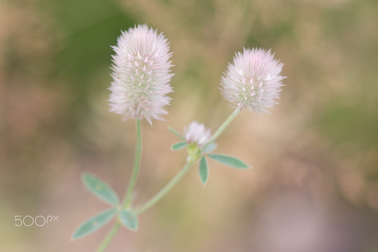 Nikon AF-S DX Micro-Nikkor 85mm F3.5G ED VR sample photo. Trifolium arvense photography