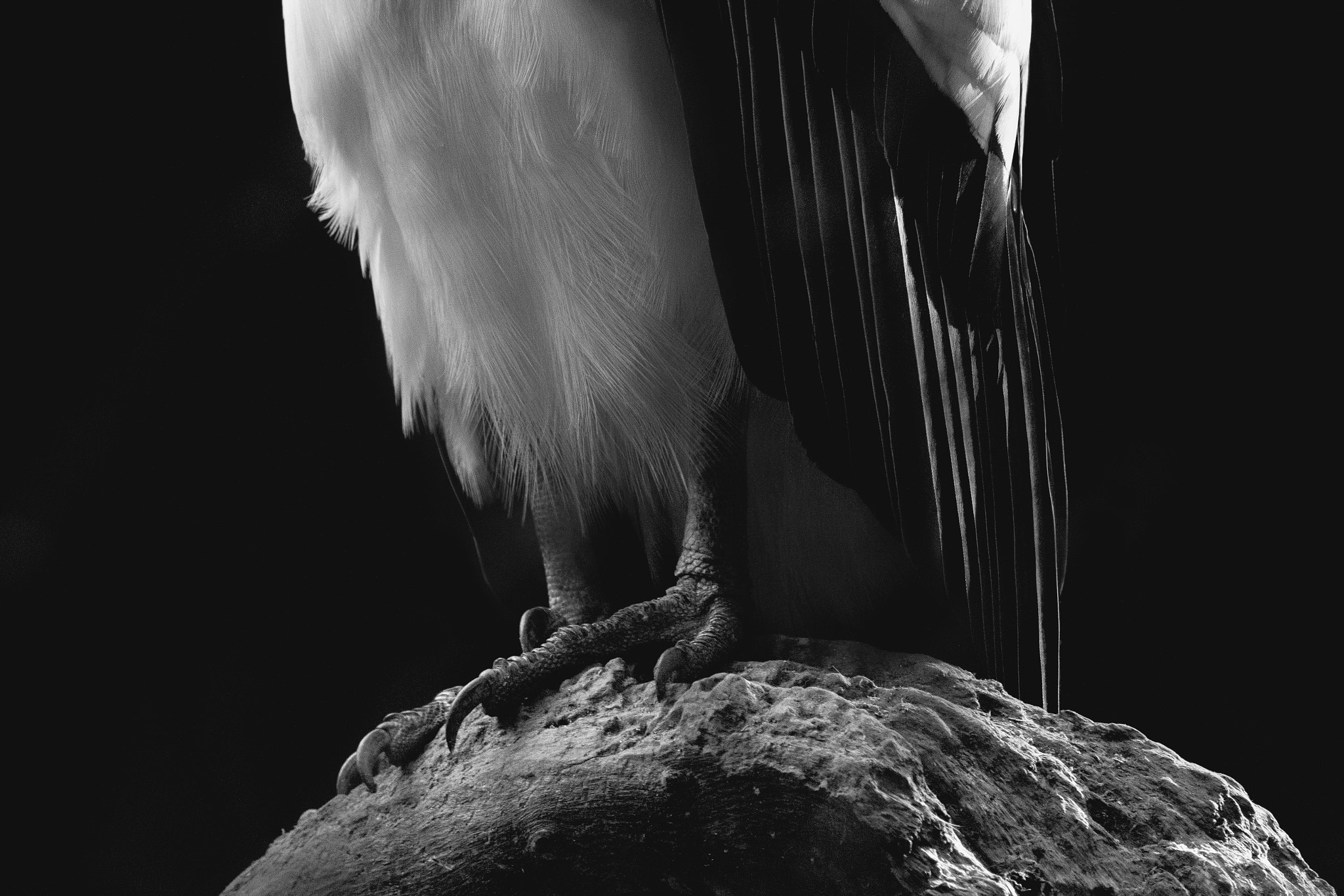Canon EF 70-300mm F4-5.6 IS USM sample photo. King vulture photography