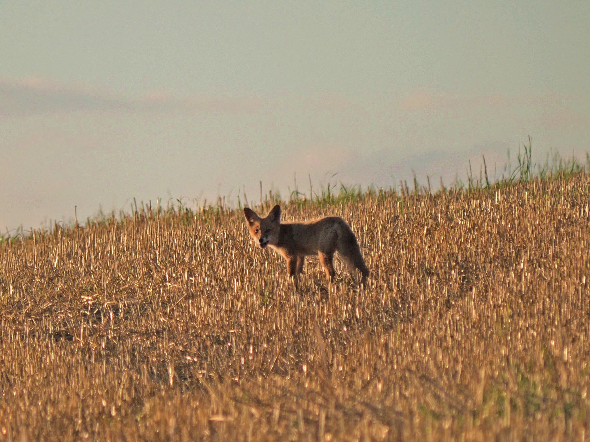 Panasonic Lumix DMC-GX8 sample photo. Fox photography