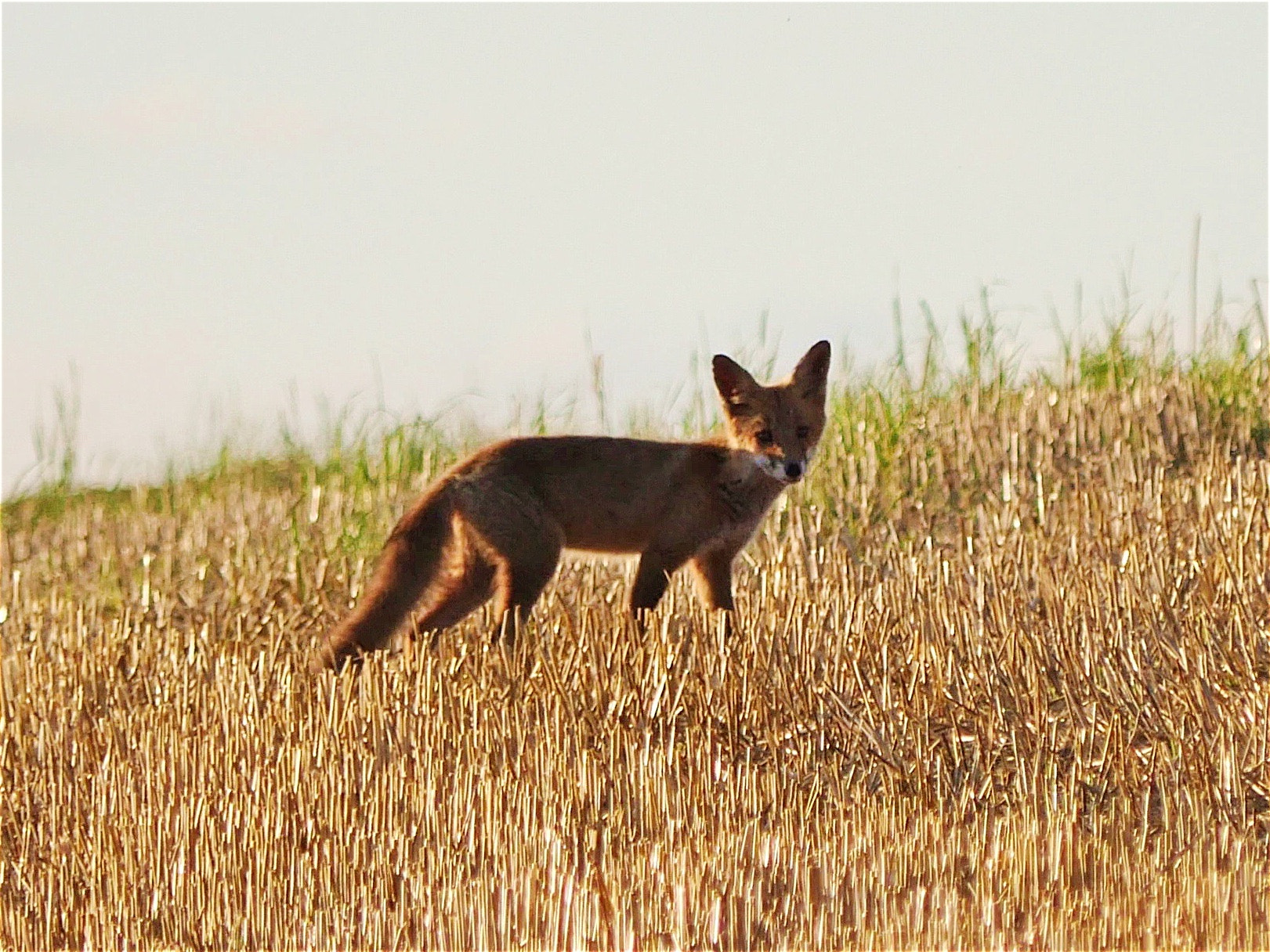 Panasonic Lumix DMC-GX8 sample photo. Fox photography