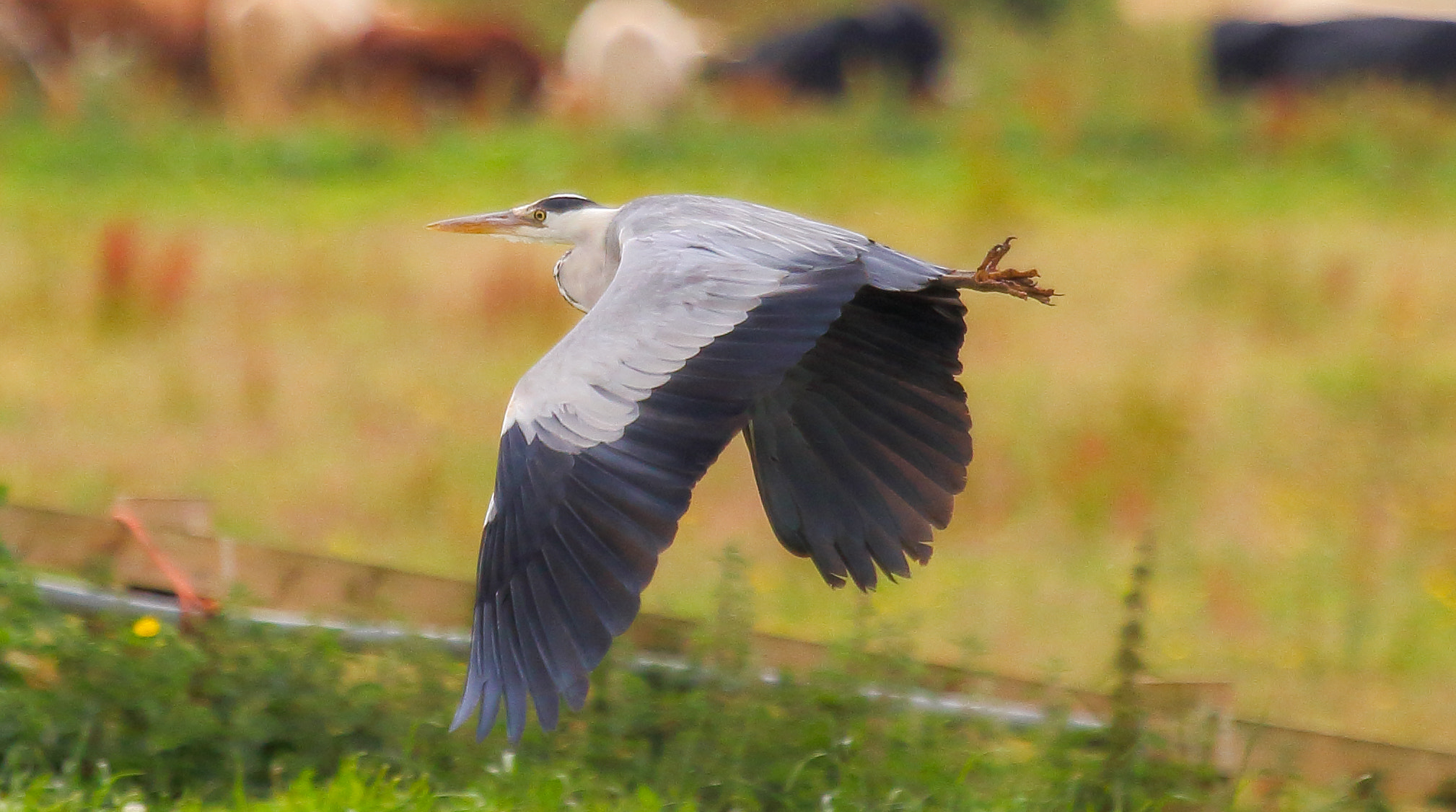 Canon EF 100-400mm F4.5-5.6L IS USM sample photo. Grey heron photography