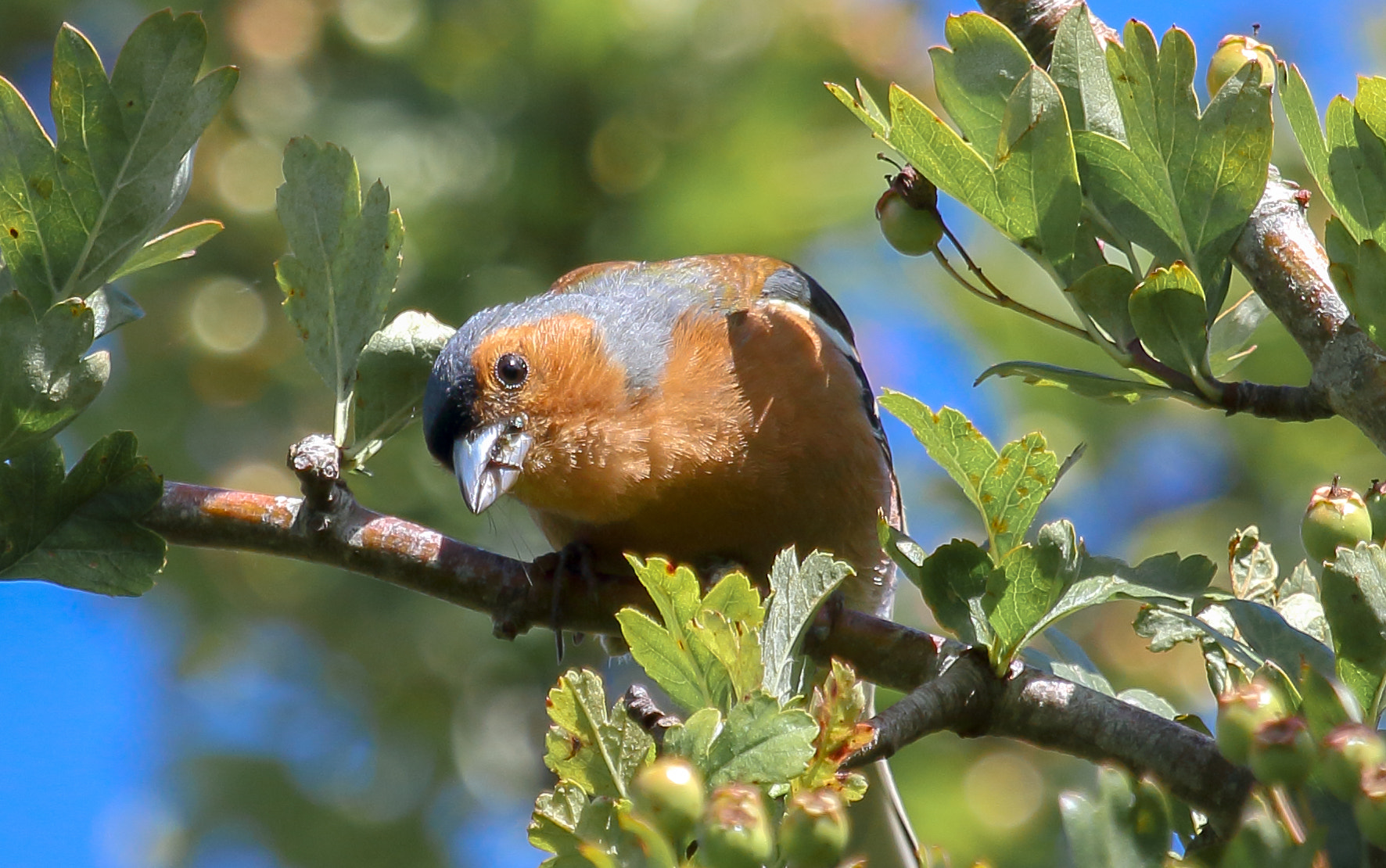 Canon EF 100-400mm F4.5-5.6L IS USM sample photo. Chaffinch (male) photography