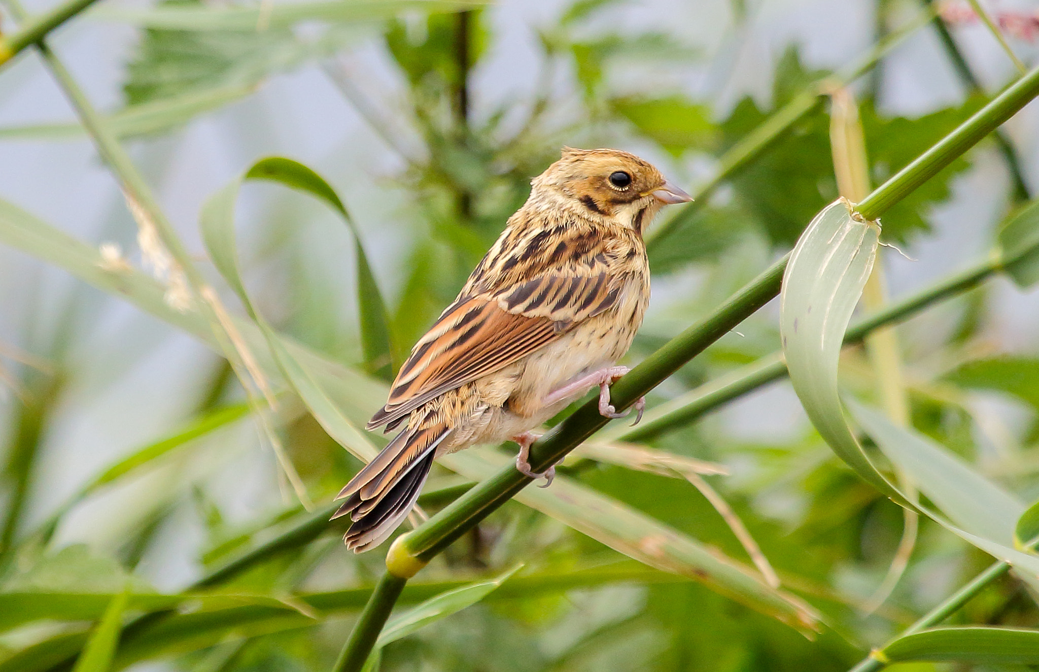 Canon EF 100-400mm F4.5-5.6L IS USM sample photo. Reed bunting (female) photography