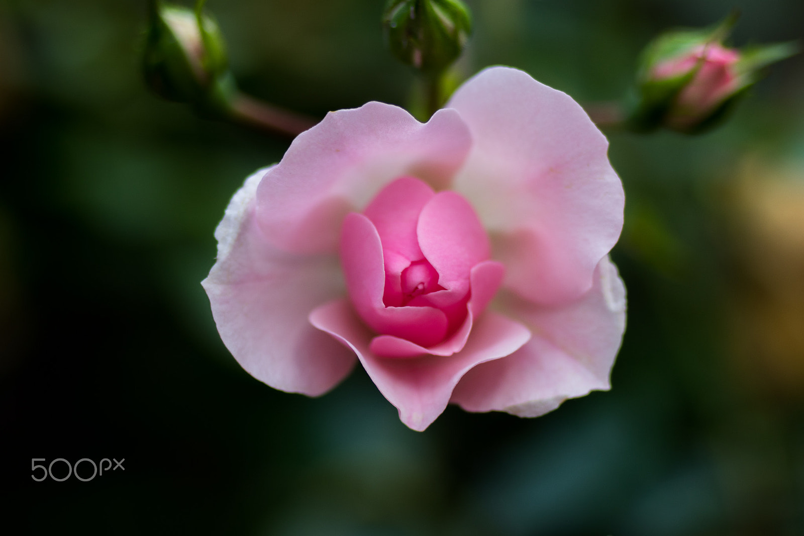 Canon EOS 7D Mark II + Tamron SP AF 90mm F2.8 Di Macro sample photo. Pink rose photography