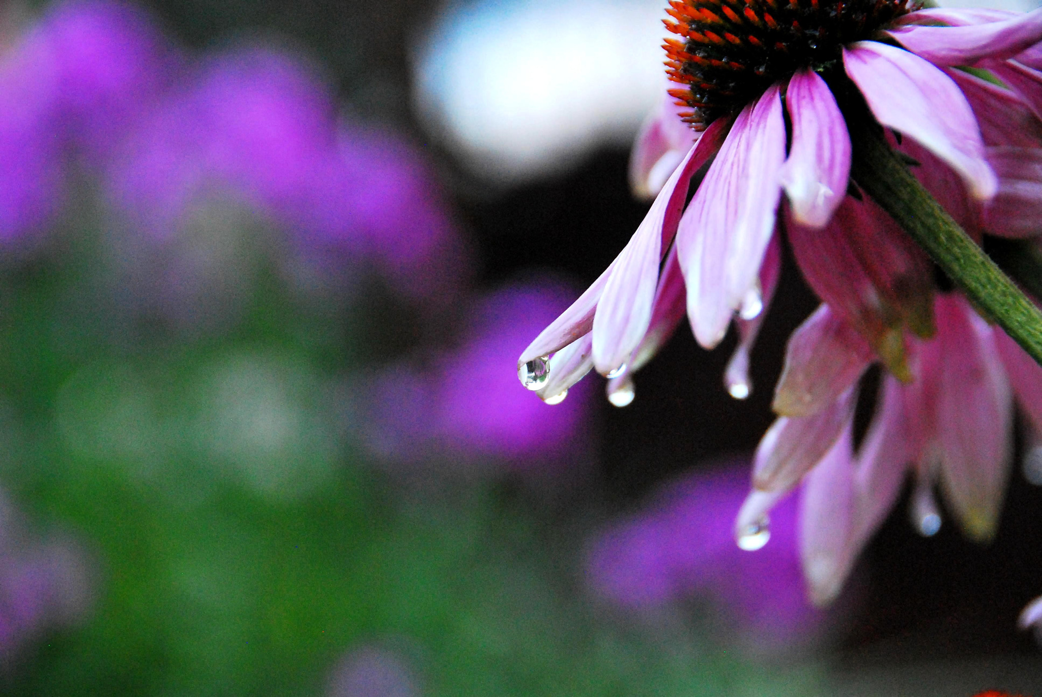 Nikon D60 sample photo. Violet photography