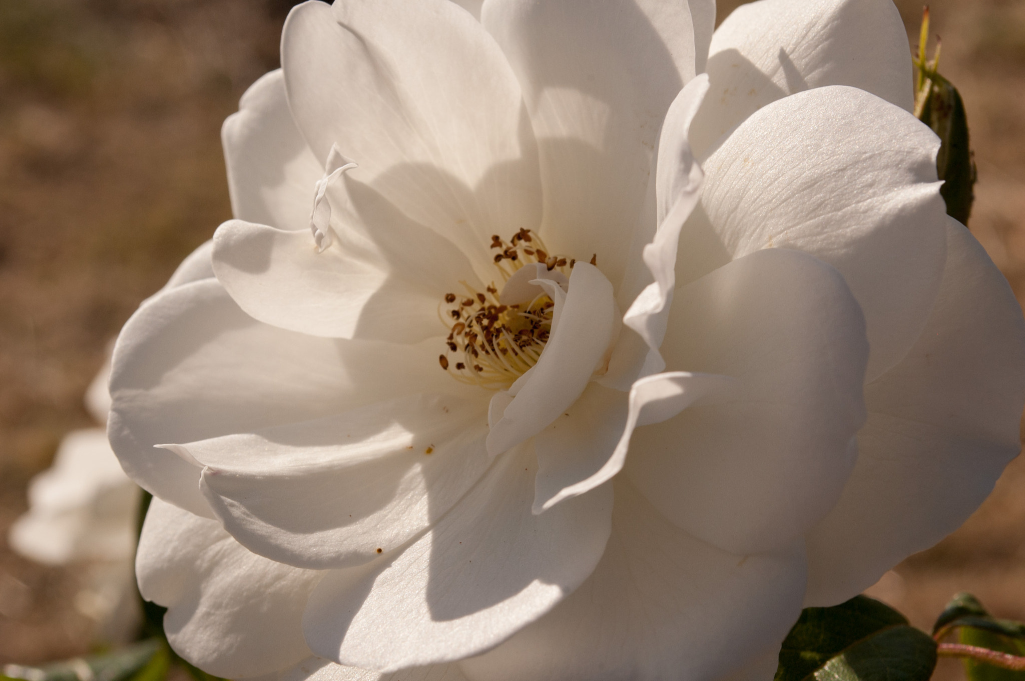Nikon D70 sample photo. White rose photography