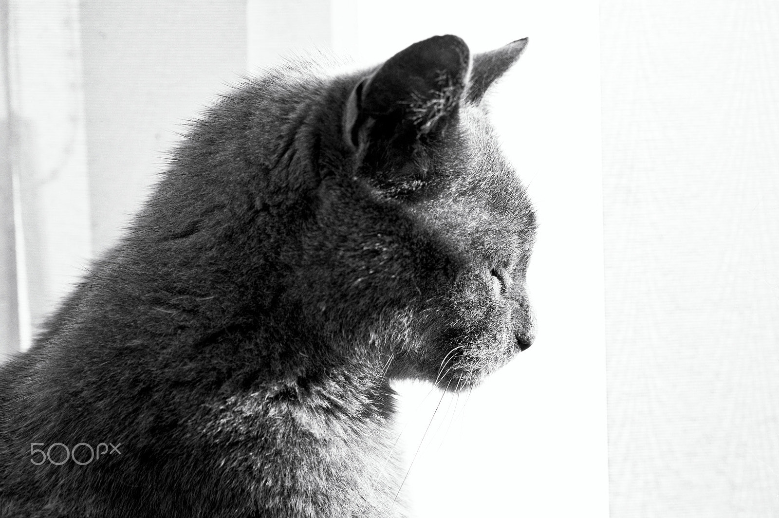 Tamron AF 28-75mm F2.8 XR Di LD Aspherical (IF) sample photo. Bella pensive photography