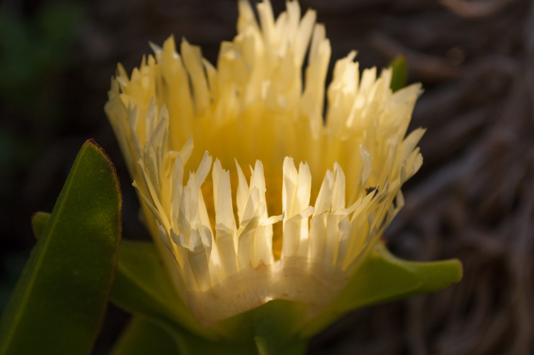 Nikon D70 sample photo. Backlit flower photography