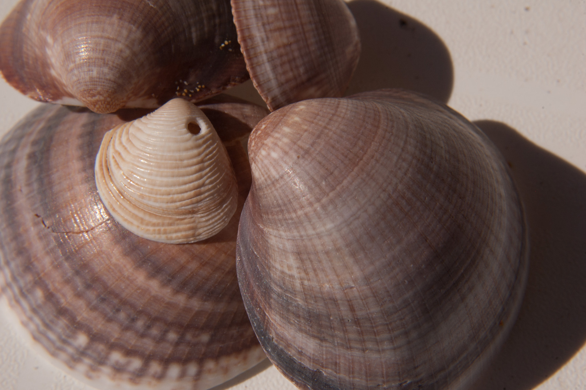 Nikon D70 sample photo. Seashells photography