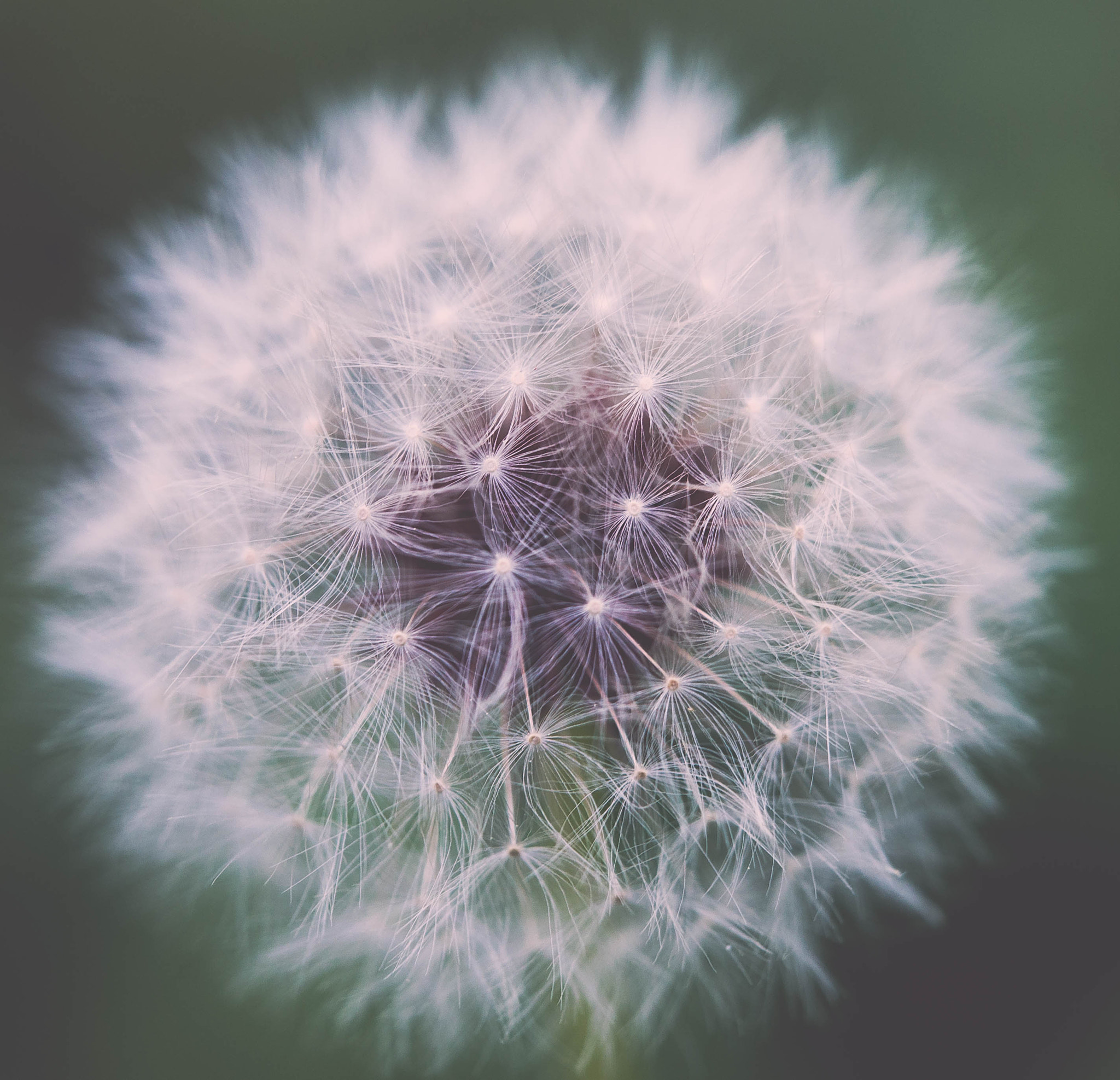 Nikon D610 + Sigma 50mm F1.4 EX DG HSM sample photo. Dandy (of ) photography