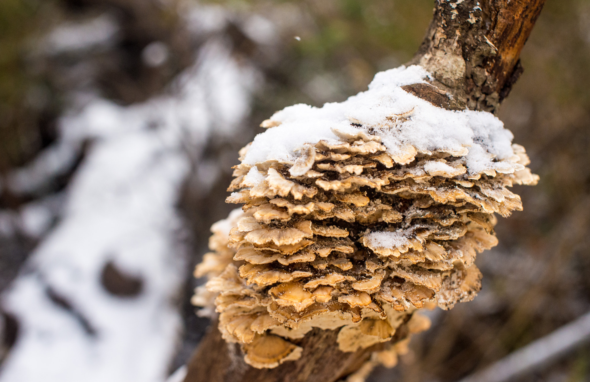 Nikon D610 + Sigma 50mm F1.4 EX DG HSM sample photo. Snowday(of ) photography