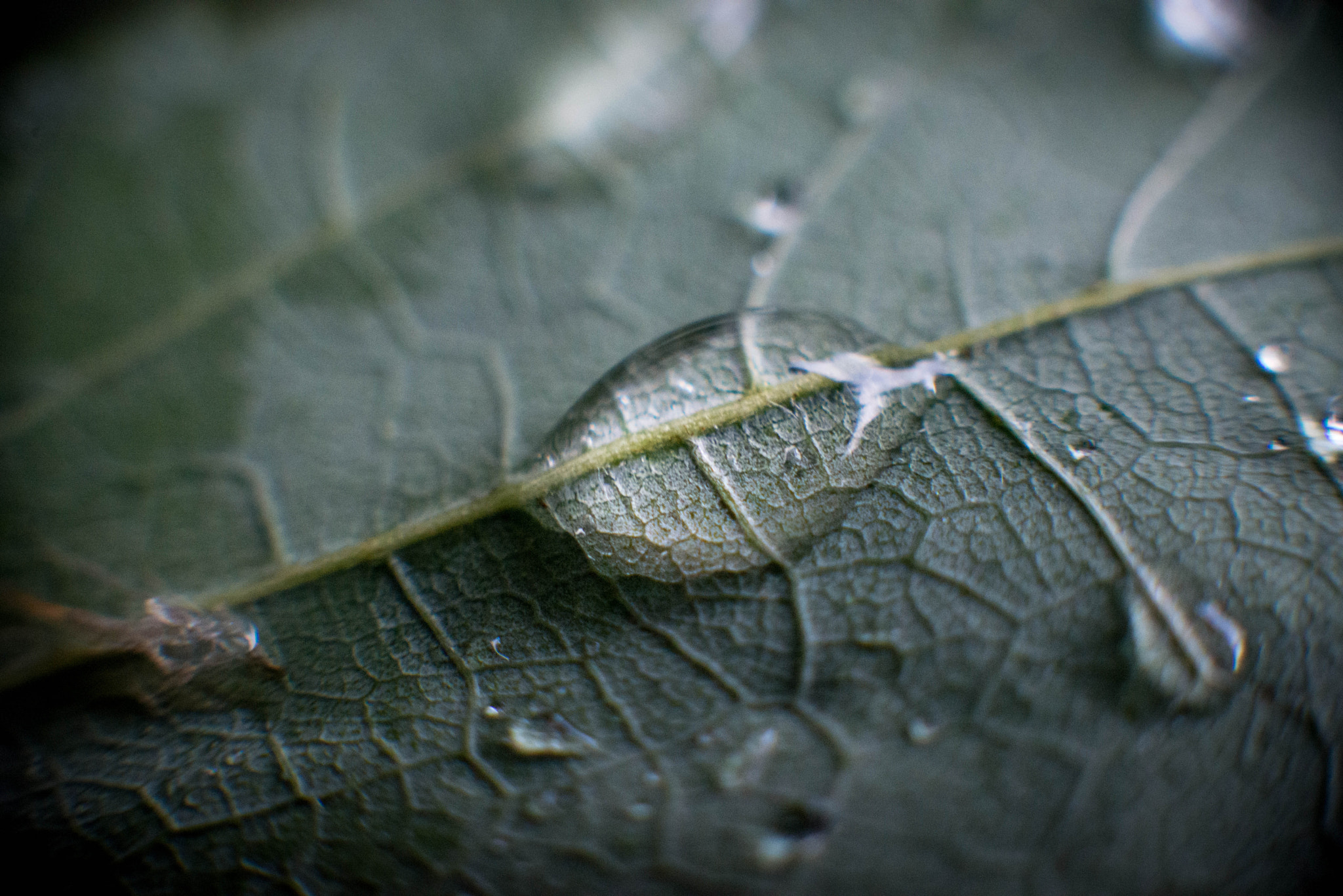 Nikon D610 + Sigma 50mm F1.4 EX DG HSM sample photo. Leaf photography
