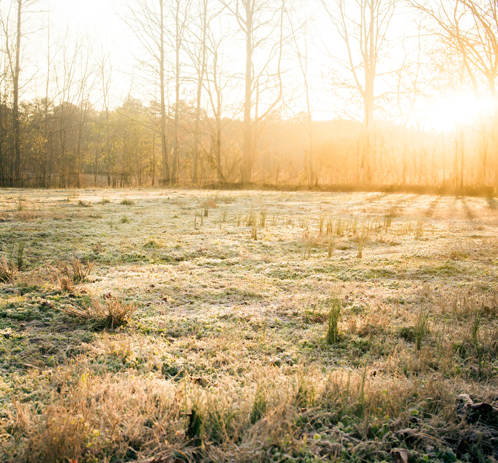 Nikon D610 + Sigma 50mm F1.4 EX DG HSM sample photo. Loik (of ) photography