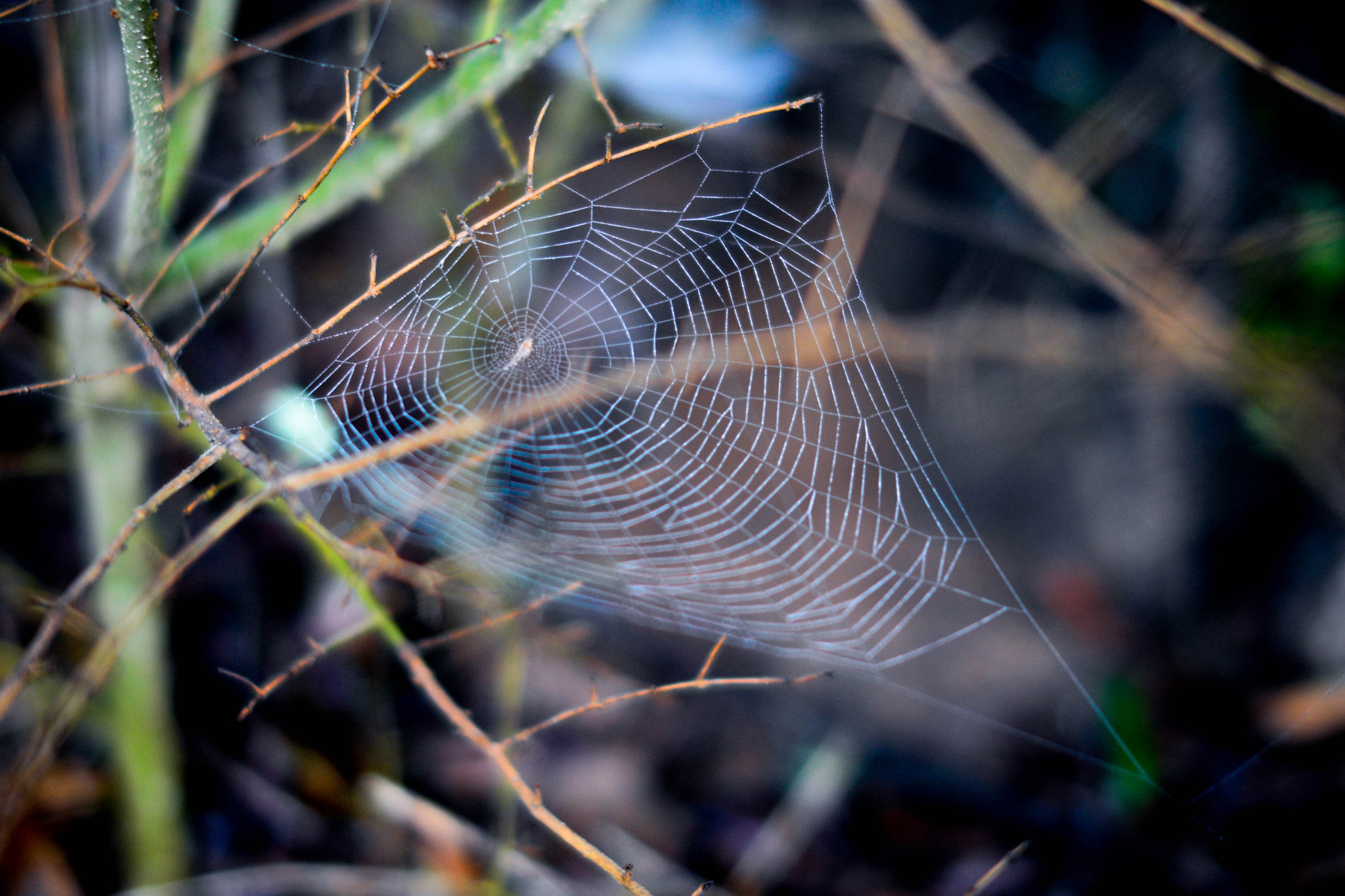 Nikon D610 + Sigma 50mm F1.4 EX DG HSM sample photo. Sms_9319.jpg photography