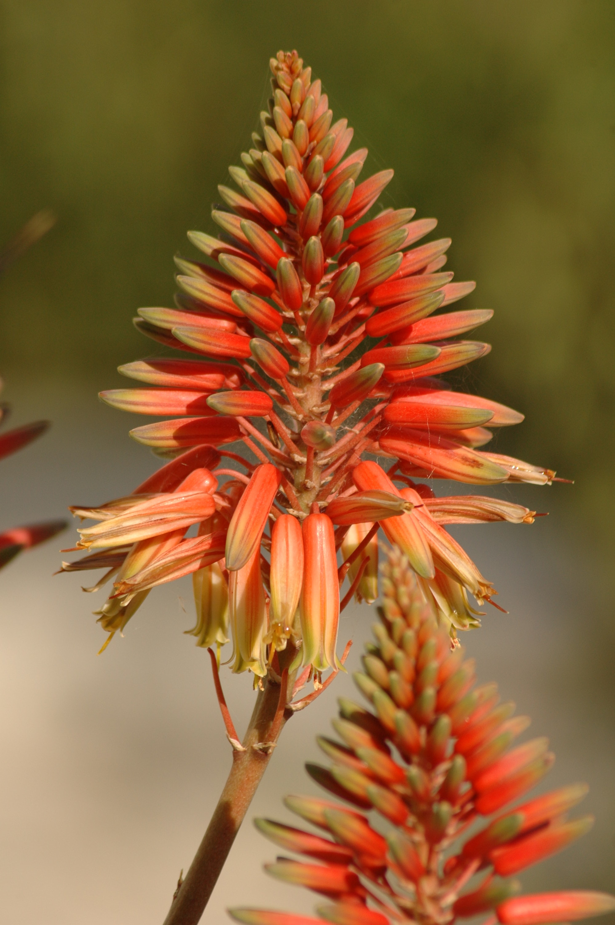 Nikon AF Nikkor 70-300mm F4-5.6G sample photo. Aloe flower photography