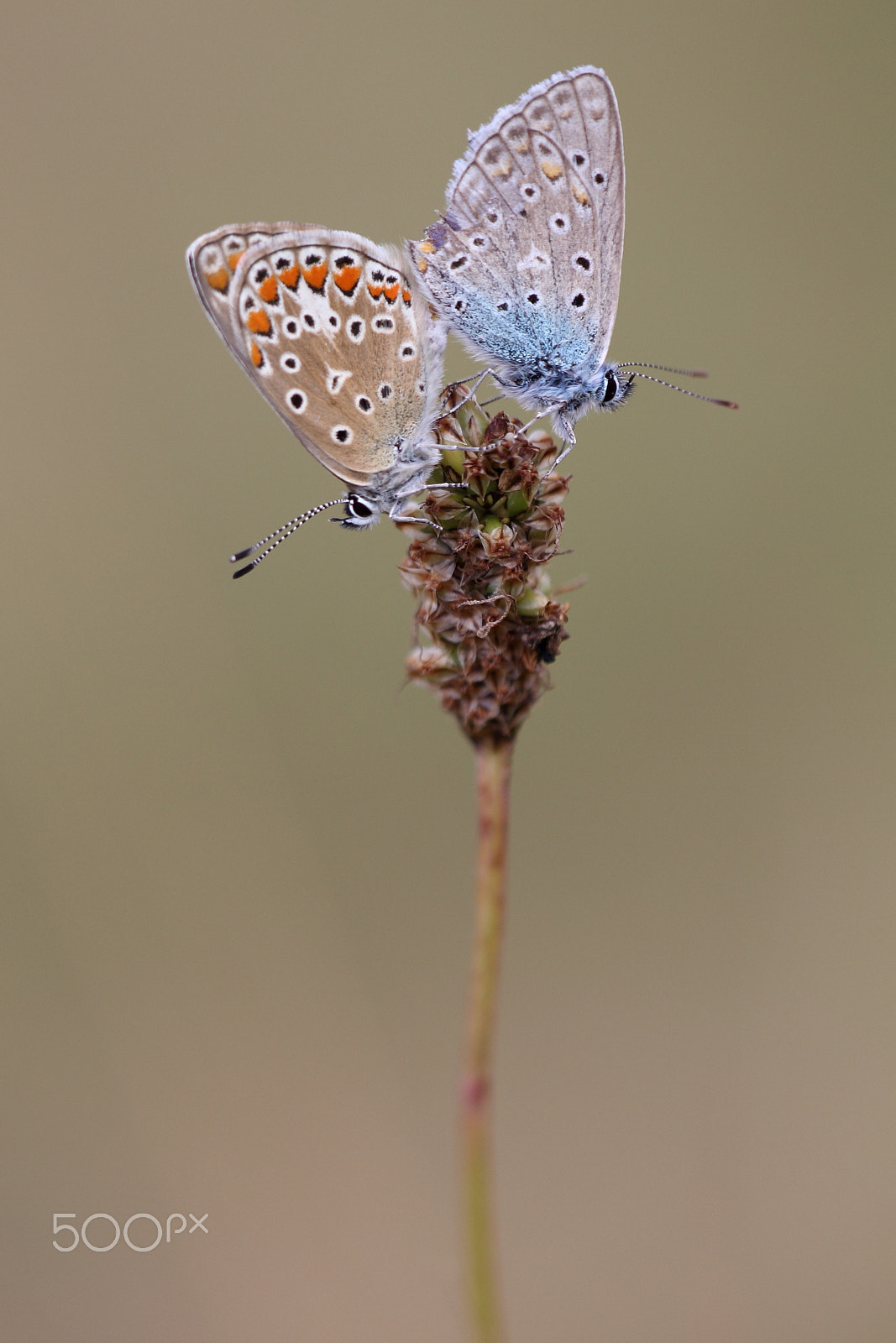 Sigma APO Macro 150mm f/2.8 EX DG HSM sample photo. Paarung photography