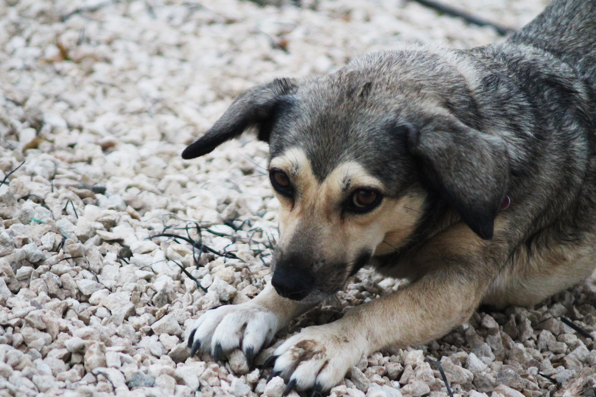 Canon EF 80-200mm F4.5-5.6 II sample photo. Little dog photography