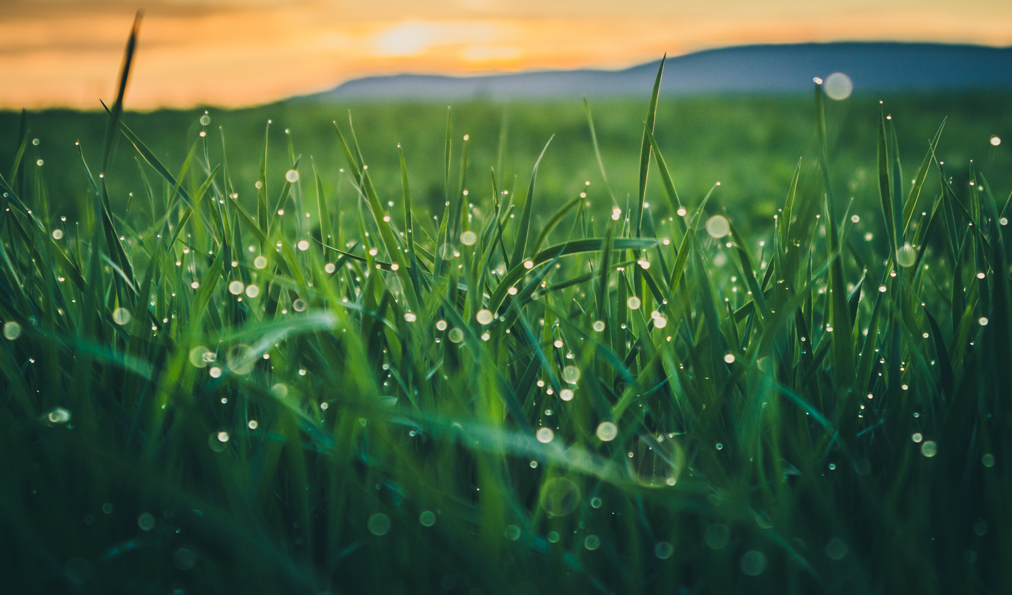 Sigma 24-70mm F3.5-5.6 Aspherical HF sample photo. Evening dew photography