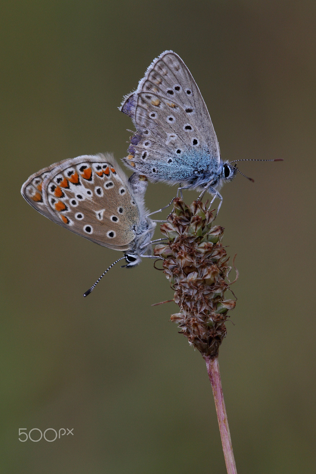 Sigma APO Macro 150mm f/2.8 EX DG HSM sample photo. Paarung photography
