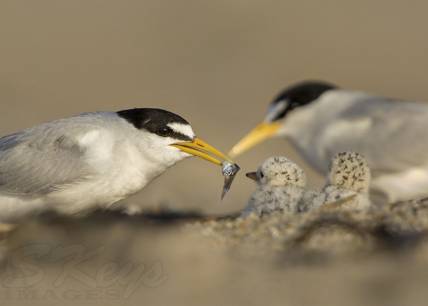 Nikon D7200 + Sigma 500mm F4.5 EX DG HSM sample photo. The offering (least terns) photography