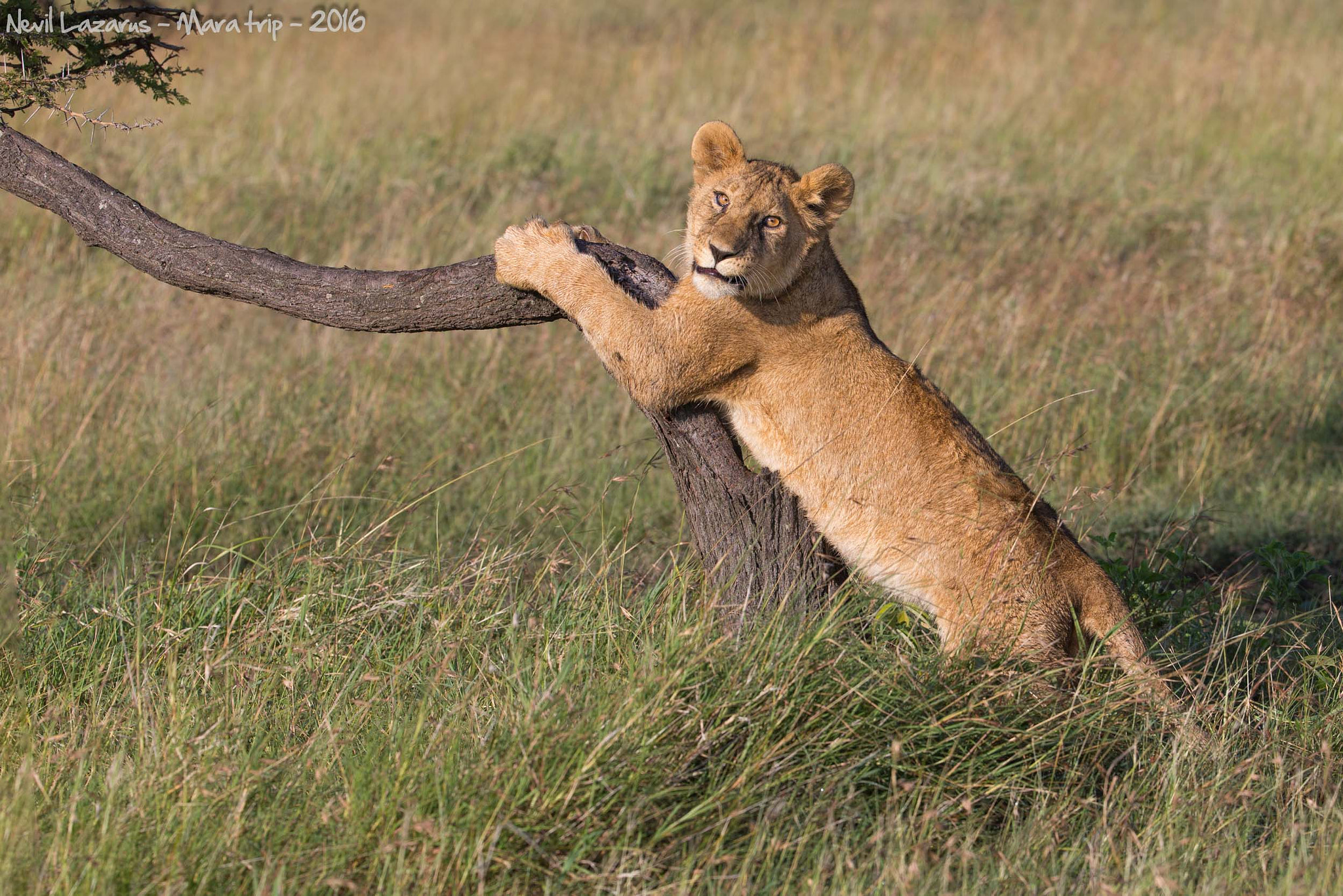 Canon EF 200-400mm F4L IS USM Extender 1.4x sample photo. Young lion on tree photography