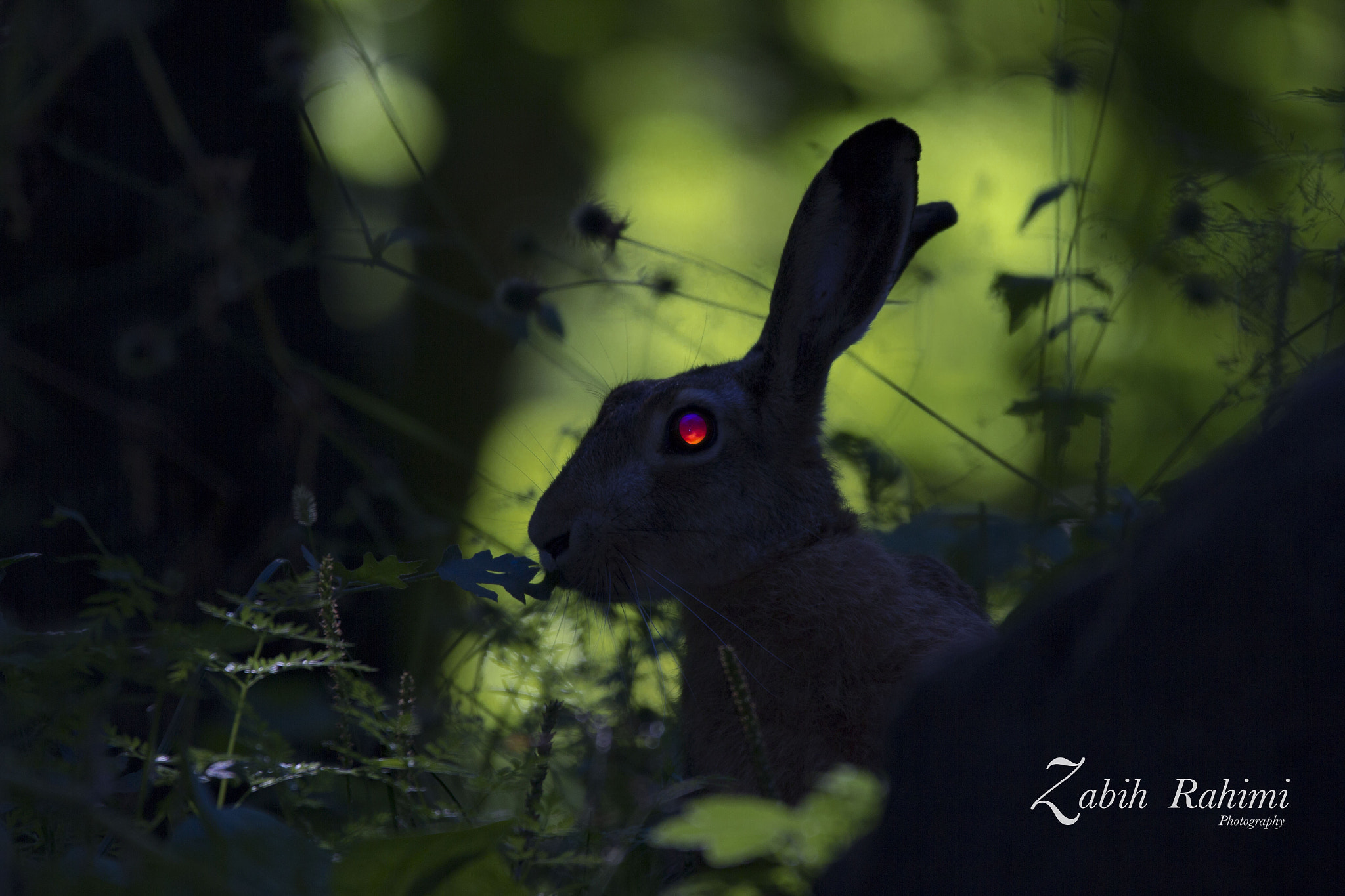 150-600mm F5-6.3 DG OS HSM | Contemporary 015 sample photo. Rabbit in dark  photography
