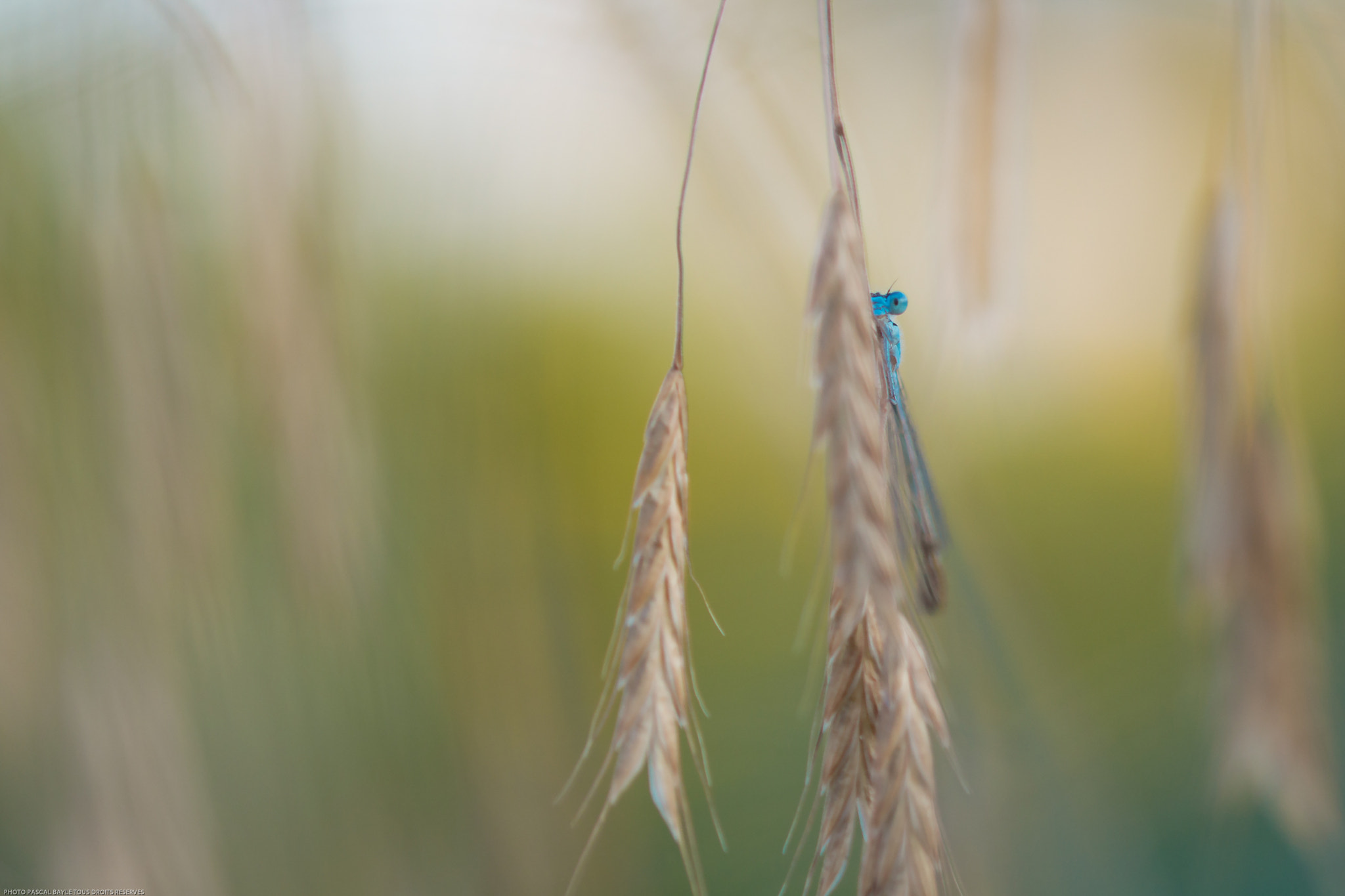 Canon EOS 650D (EOS Rebel T4i / EOS Kiss X6i) + Canon EF 100mm F2.8L Macro IS USM sample photo. Demoiselle des bles photography