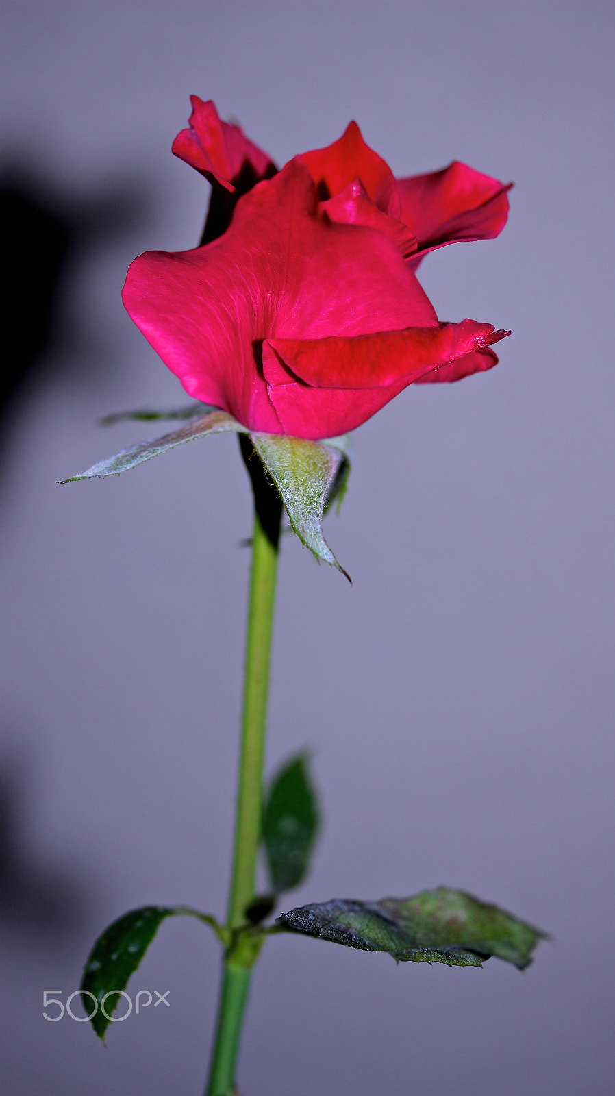 Canon EF-S 60mm F2.8 Macro USM sample photo. Lone rose photography