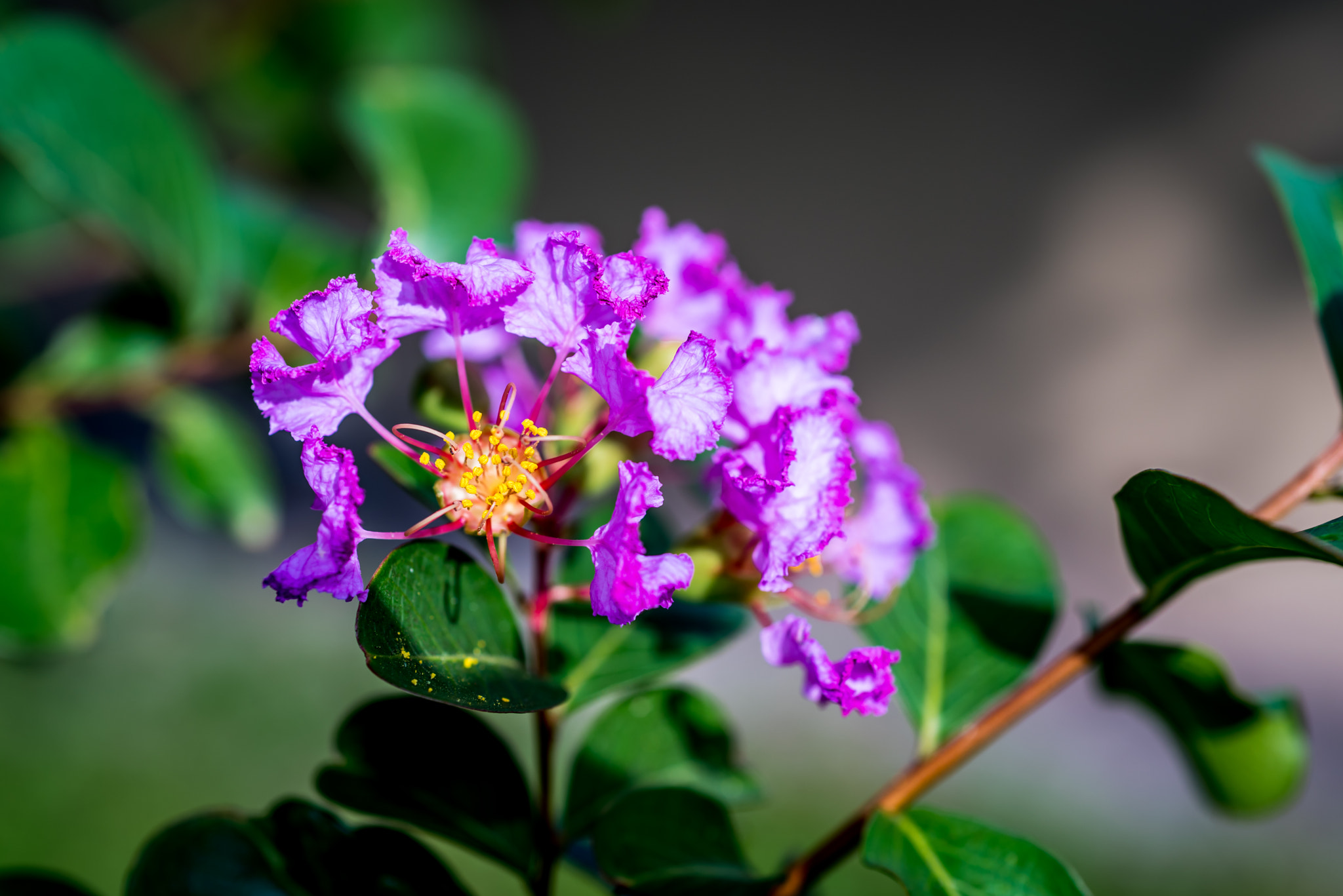 Nikon AF Micro-Nikkor 60mm F2.8D sample photo. Polling all over you photography
