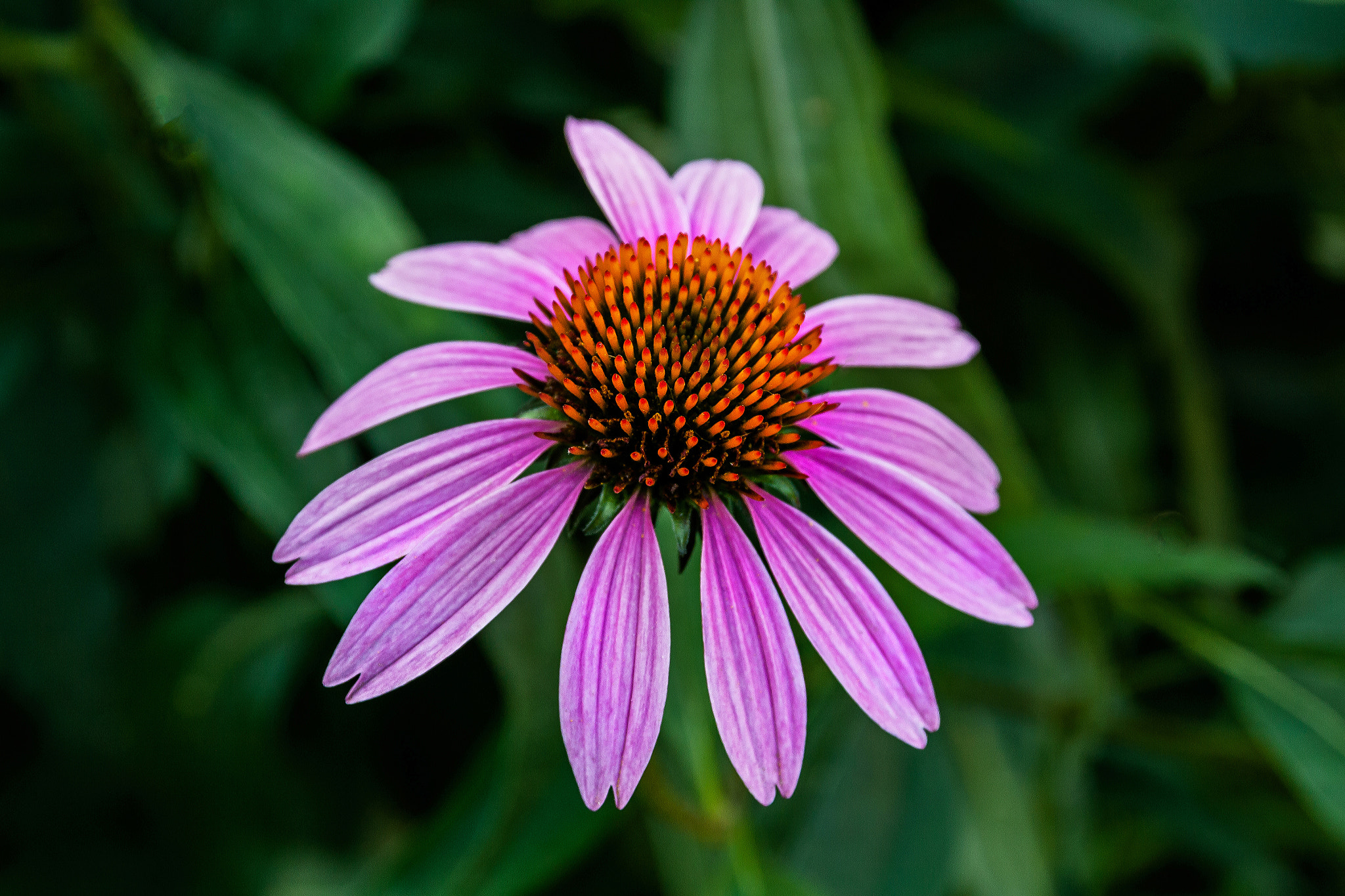 Canon EOS 50D sample photo. Floating cone photography