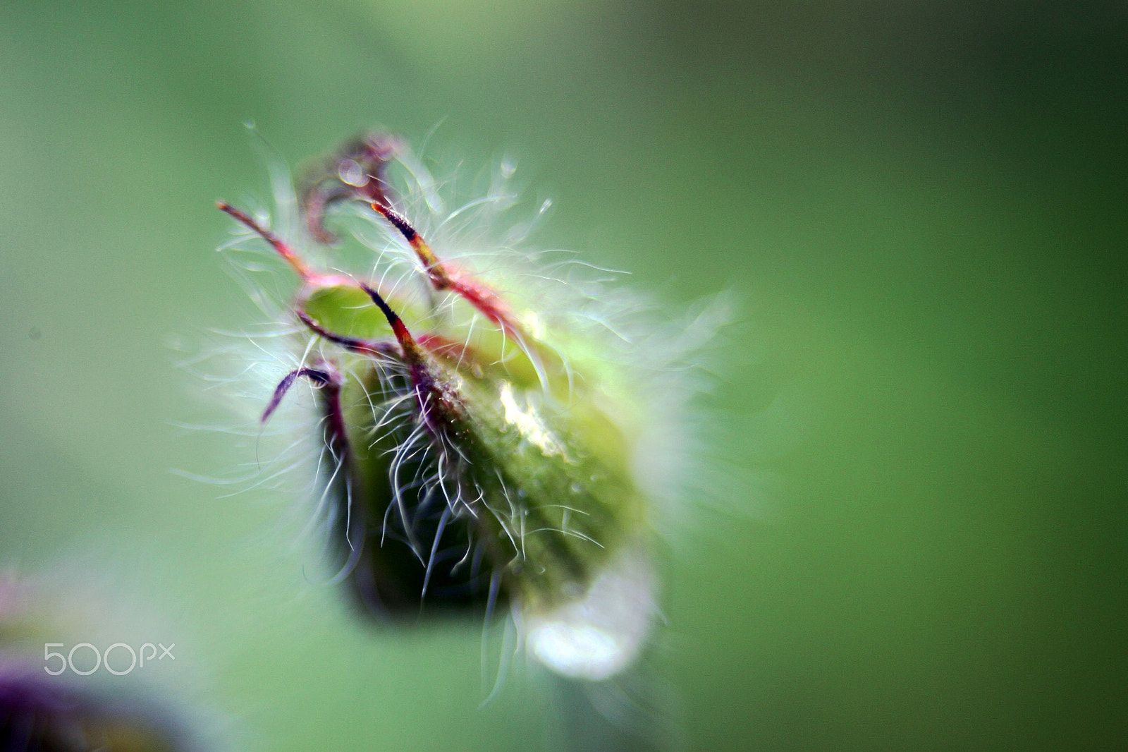 EF35-80mm f/4-5.6 sample photo. Bud with dewdrop photography