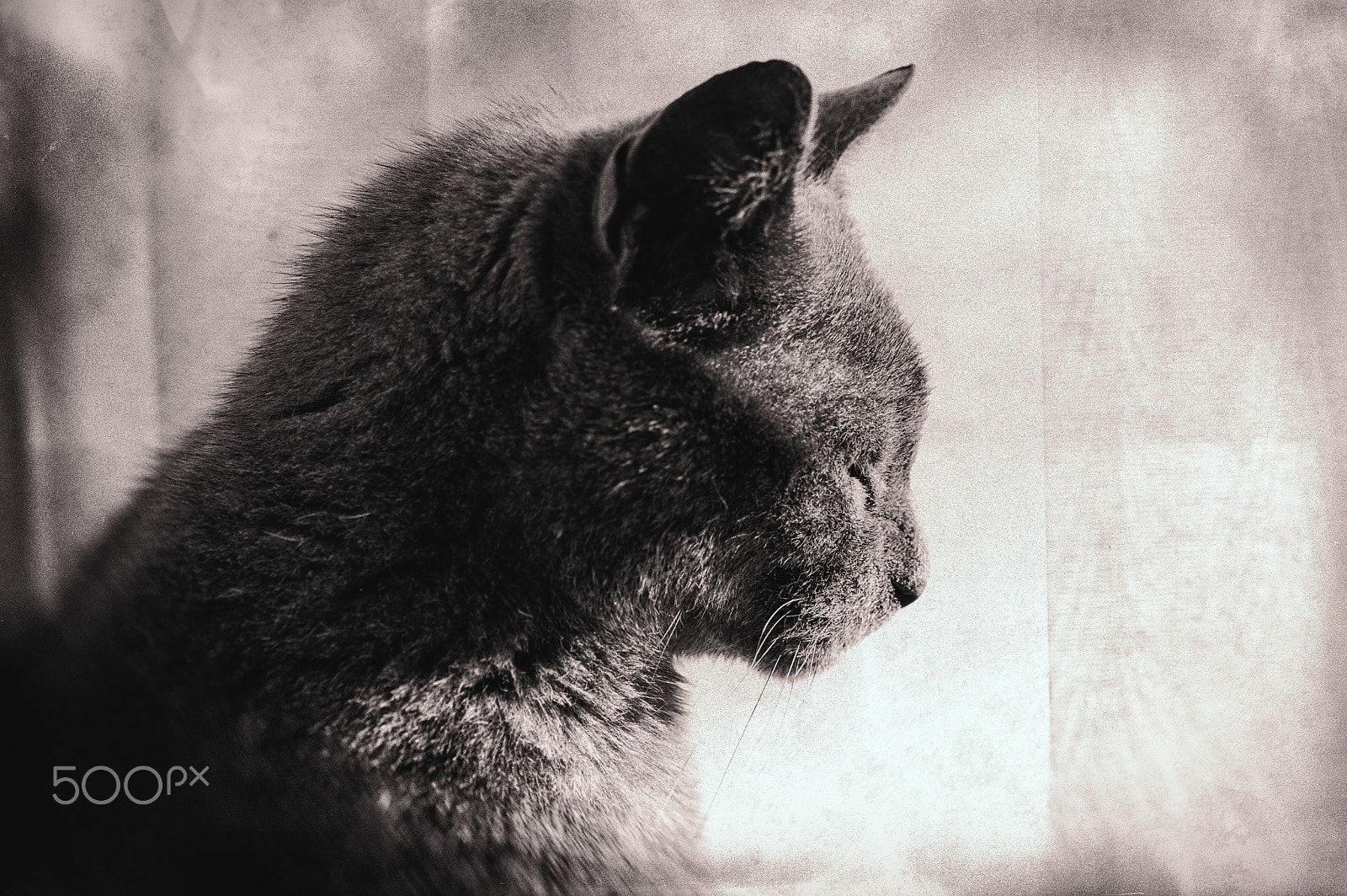 Tamron AF 28-75mm F2.8 XR Di LD Aspherical (IF) sample photo. Bella pensive 2 photography