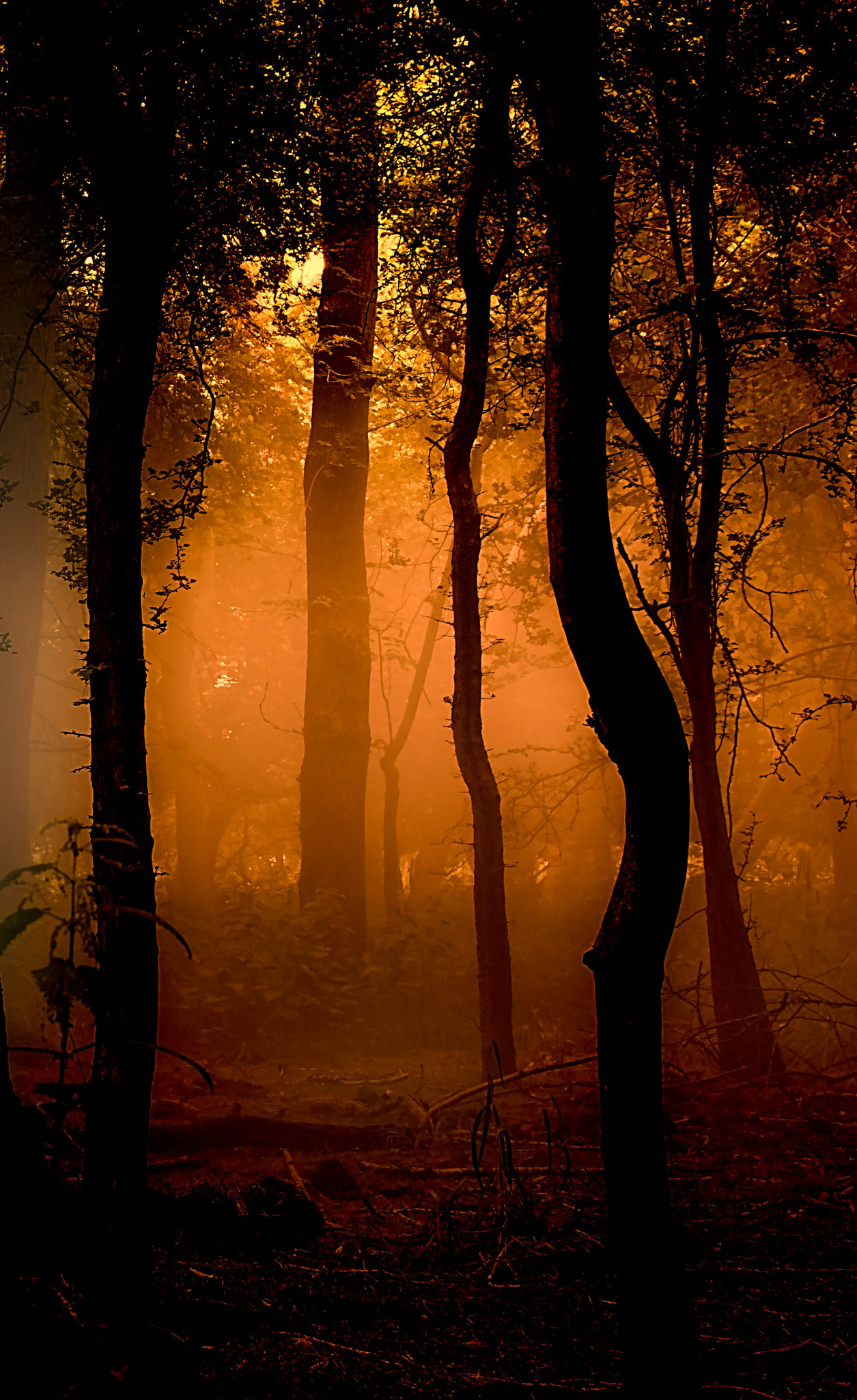 Panasonic Lumix DMC-GF6 + Sigma 30mm F2.8 DN Art sample photo. Orange mist photography
