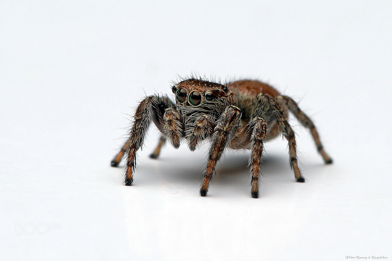 Sony a99 II + 90mm F2.8 Macro SSM sample photo. Jumping spider photography