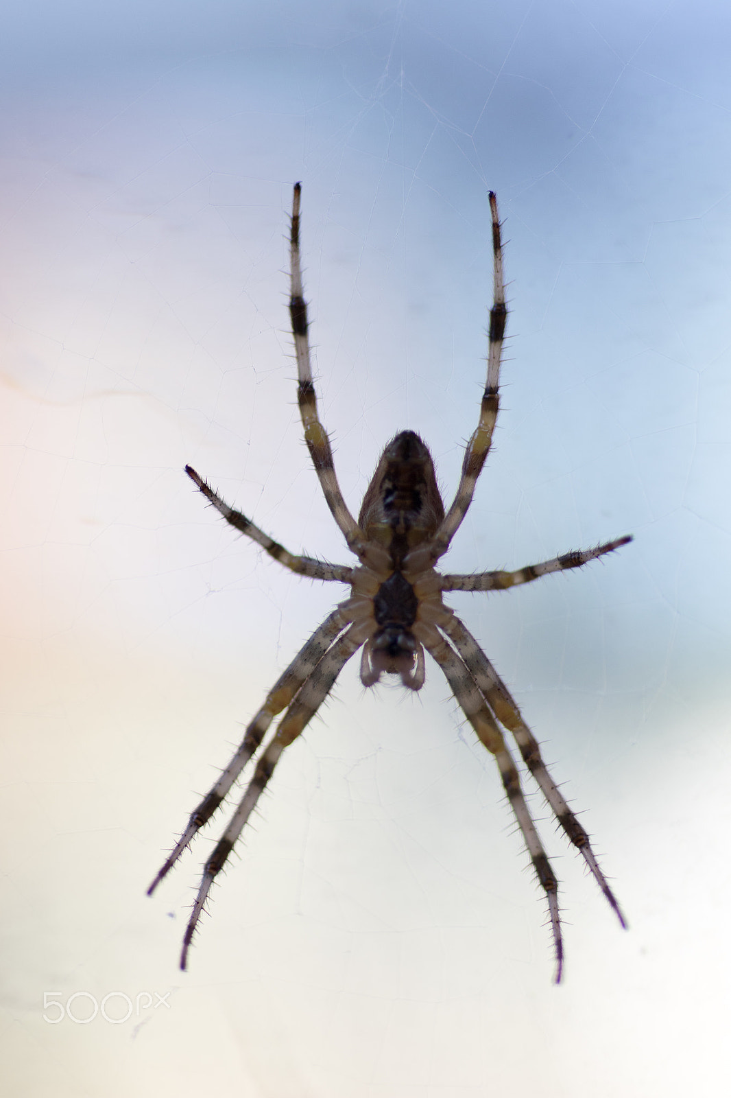 Canon EOS 7D Mark II + Tamron SP AF 90mm F2.8 Di Macro sample photo. Spider photography