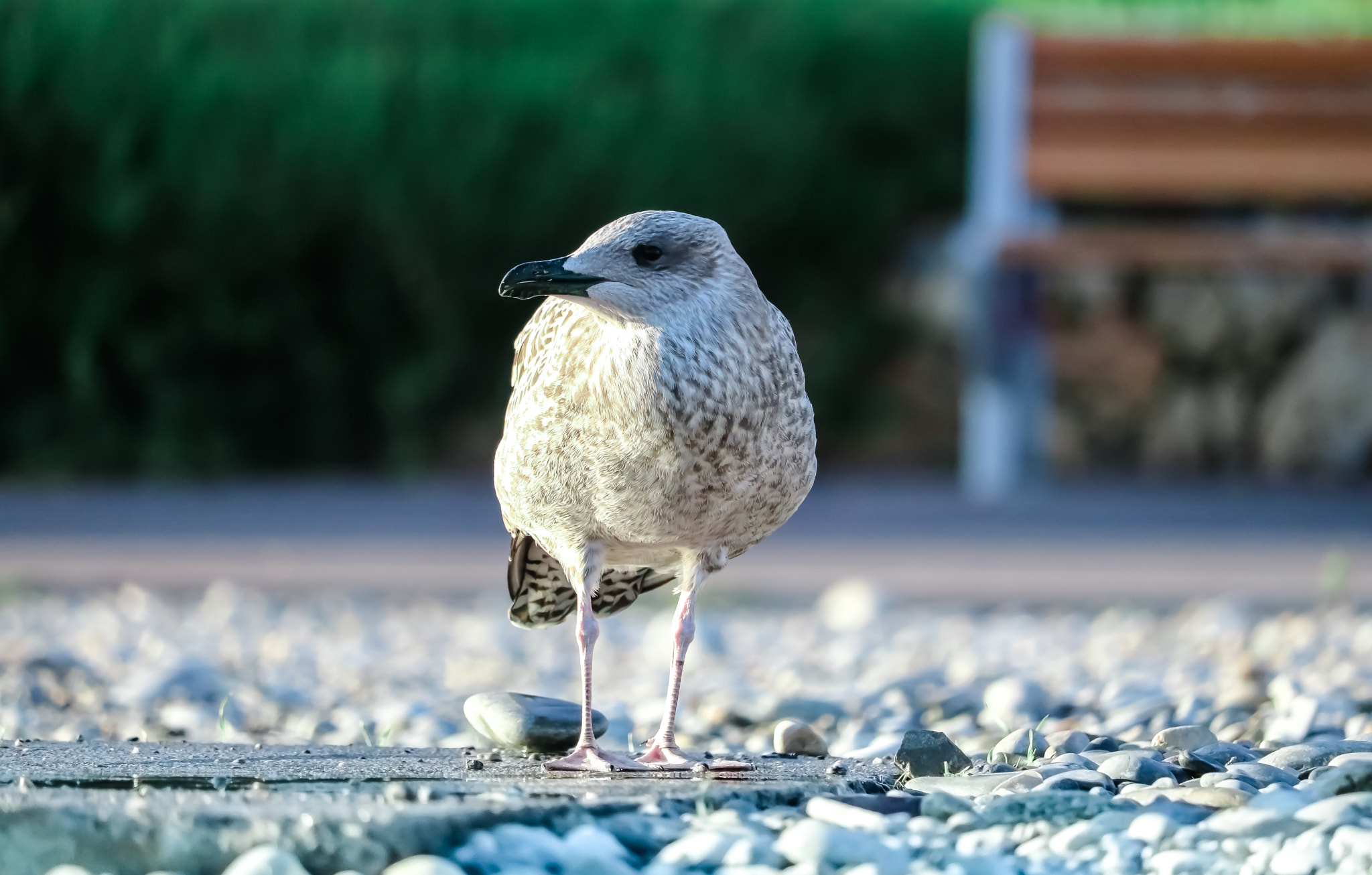 Canon EF-S 55-250mm F4-5.6 IS STM sample photo. French riviera photography