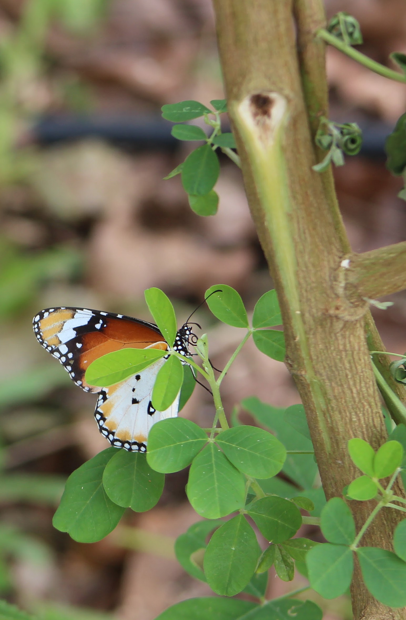 Canon EF 75-300mm f/4-5.6 USM sample photo. Plain tiger buttetfly at yishun pond, khoo teck puat hospital photography
