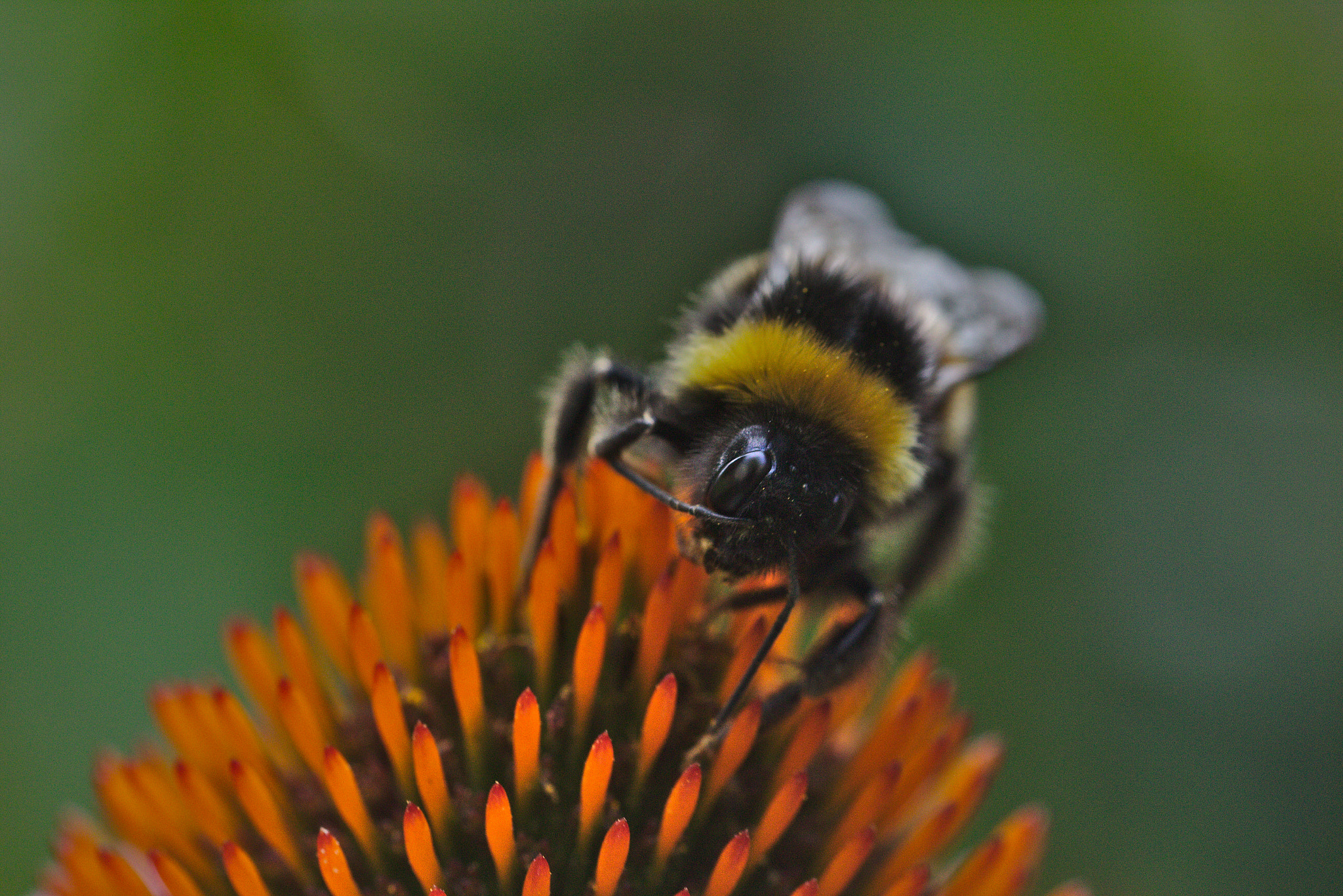 Canon EOS 100D (EOS Rebel SL1 / EOS Kiss X7) + Canon EF 100mm F2.8L Macro IS USM sample photo. Bumblebee photography