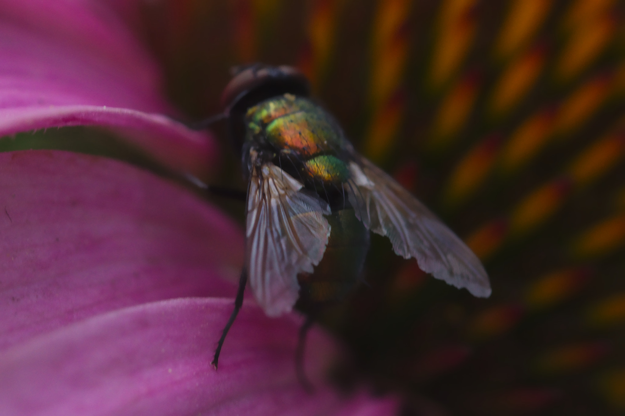 Canon EOS 100D (EOS Rebel SL1 / EOS Kiss X7) + Canon EF 100mm F2.8L Macro IS USM sample photo. Wings photography