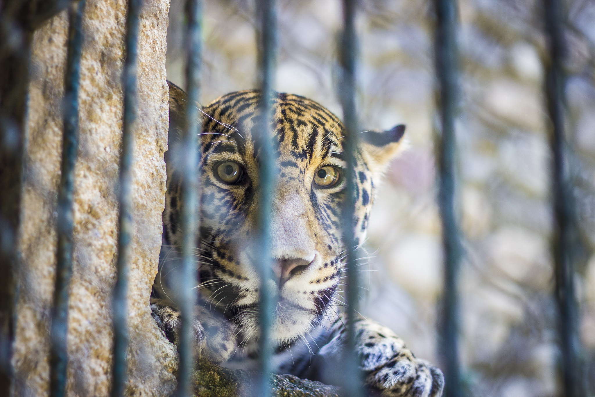 Canon EF 50mm F1.8 II sample photo. Mirada felina photography