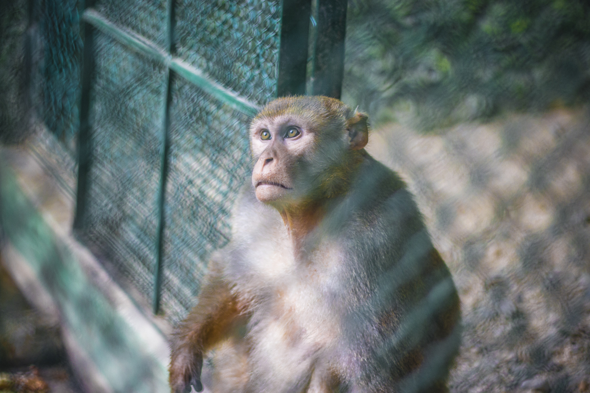 Canon EF 50mm F1.8 II sample photo. Mirada perdida photography