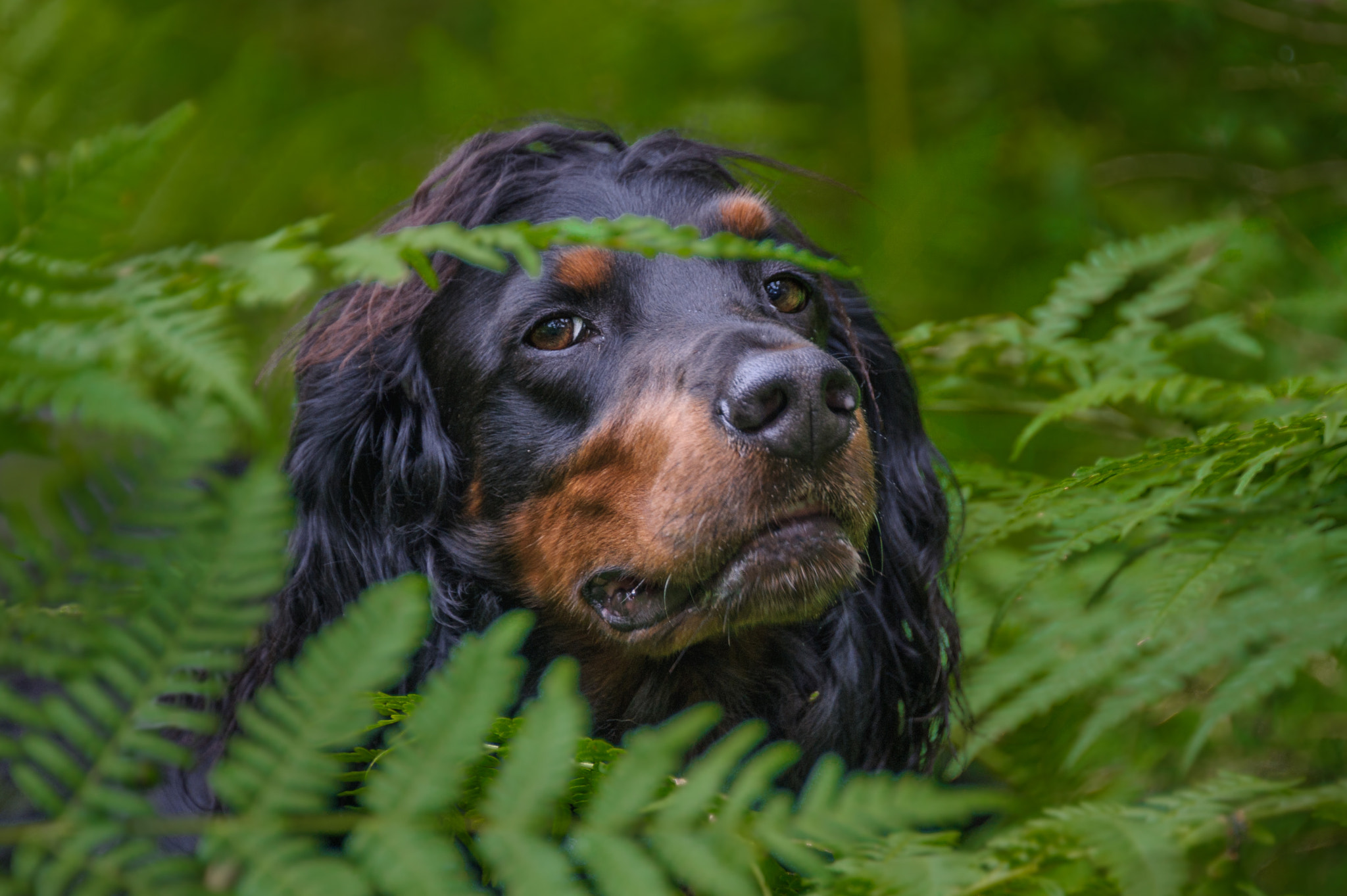 Nikon D3S sample photo. In the jungle photography