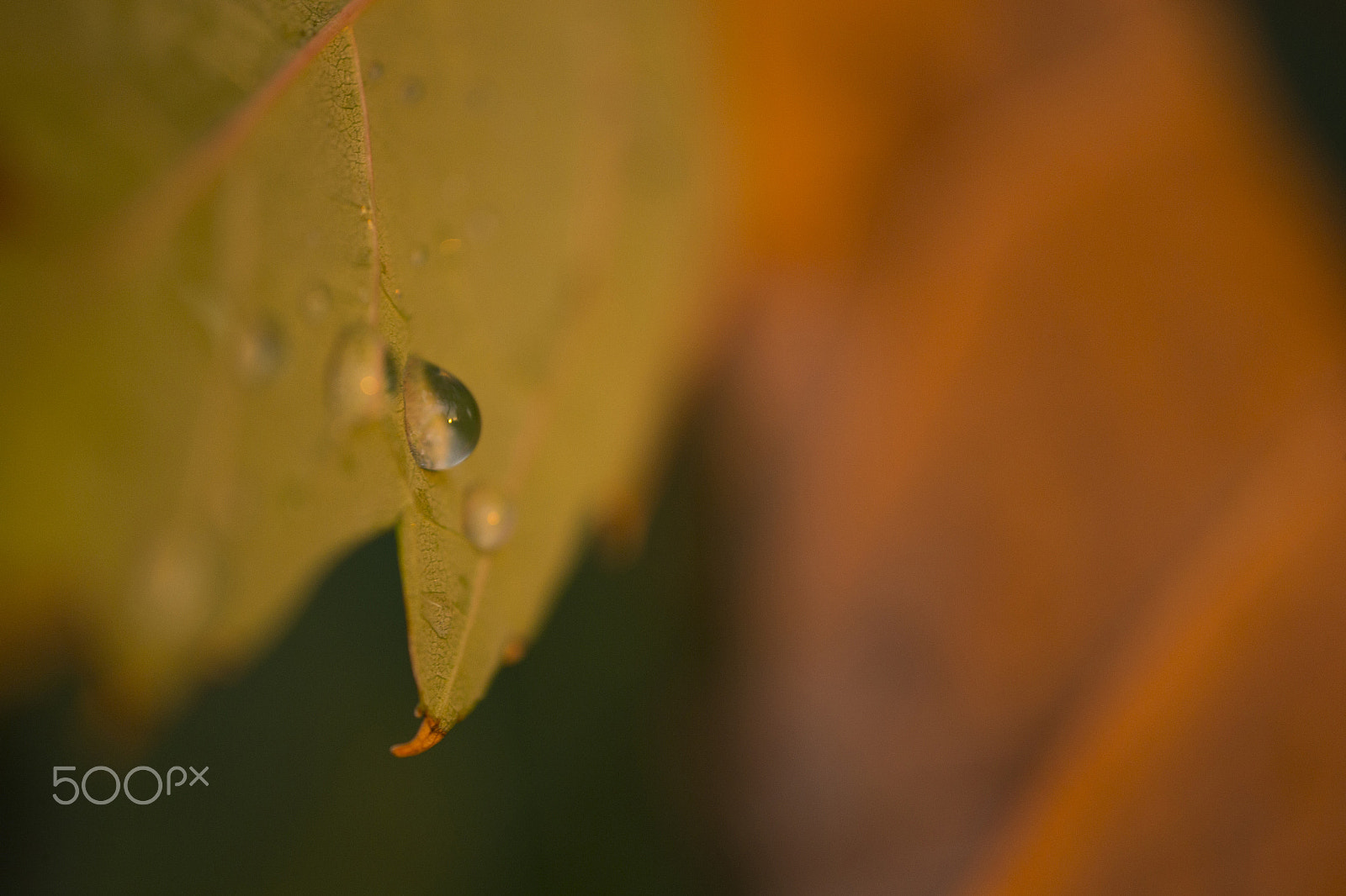 Canon EOS-1D X + Canon MP-E 65mm F2.5 1-5x Macro Photo sample photo. Water drop on autumn leaf photography