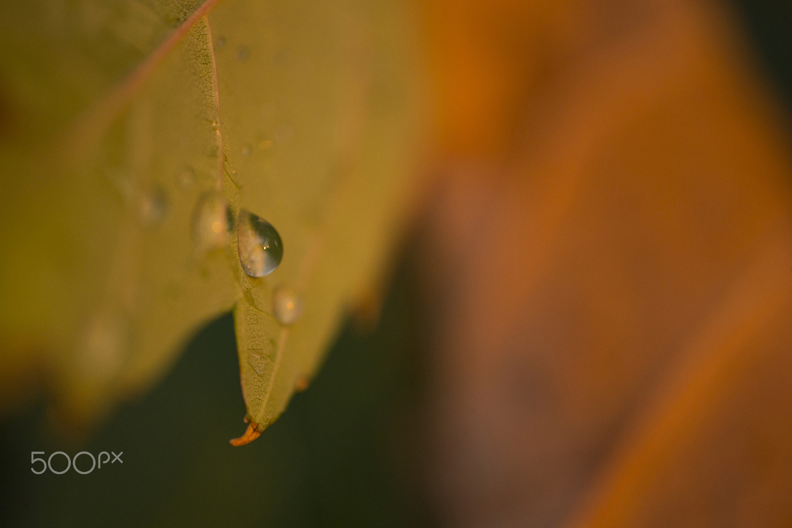 Canon MP-E 65mm F2.5 1-5x Macro Photo sample photo. Water drop on autumn leaf photography