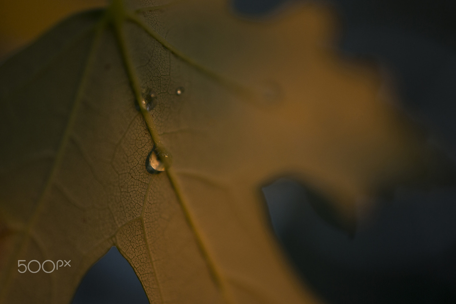 Canon EOS-1D X + Canon MP-E 65mm F2.5 1-5x Macro Photo sample photo. Water drop on autumn leaf photography