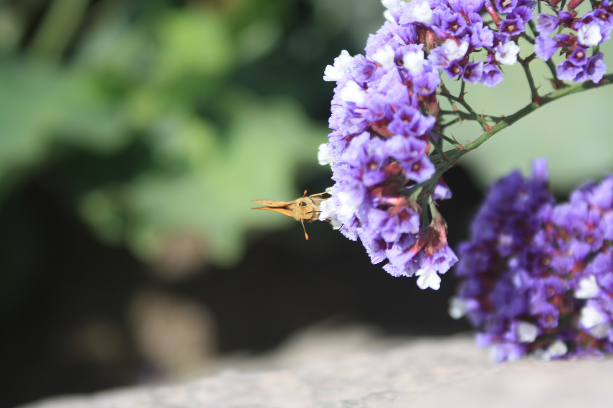 Canon EOS 1000D (EOS Digital Rebel XS / EOS Kiss F) sample photo. Living nature photography