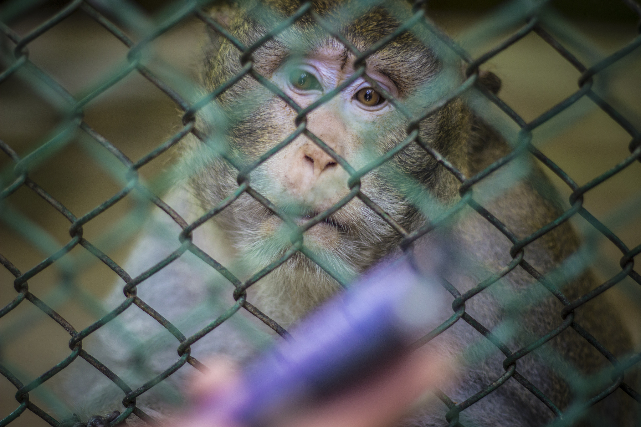 Canon EF 50mm F1.8 II sample photo. Mirada triste photography