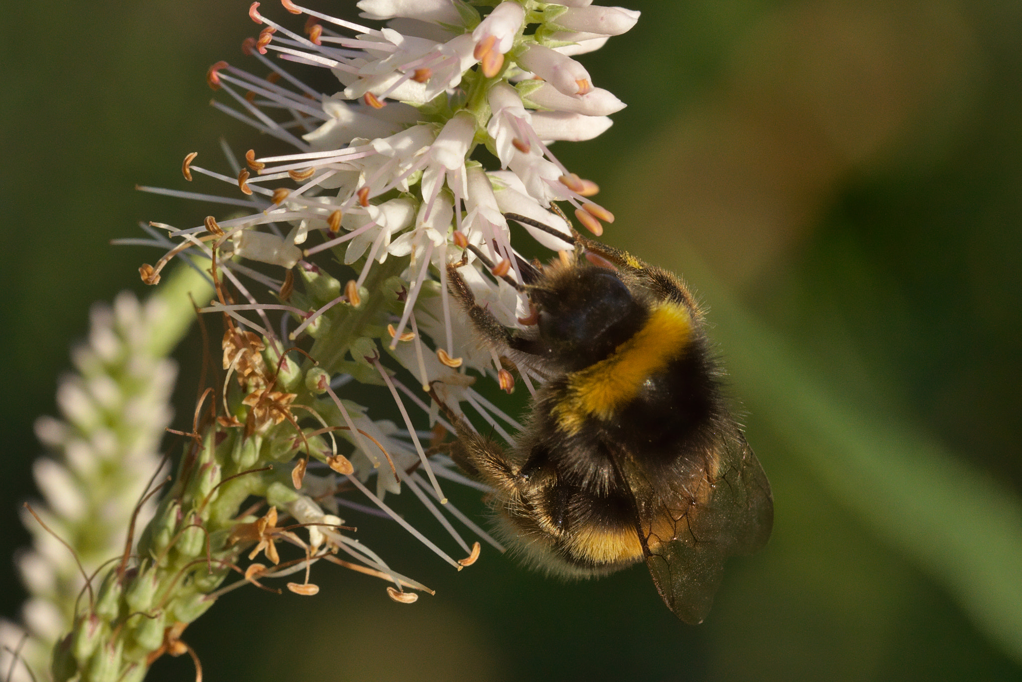 Canon EOS 100D (EOS Rebel SL1 / EOS Kiss X7) + Canon EF 100mm F2.8L Macro IS USM sample photo. Bumblebee photography